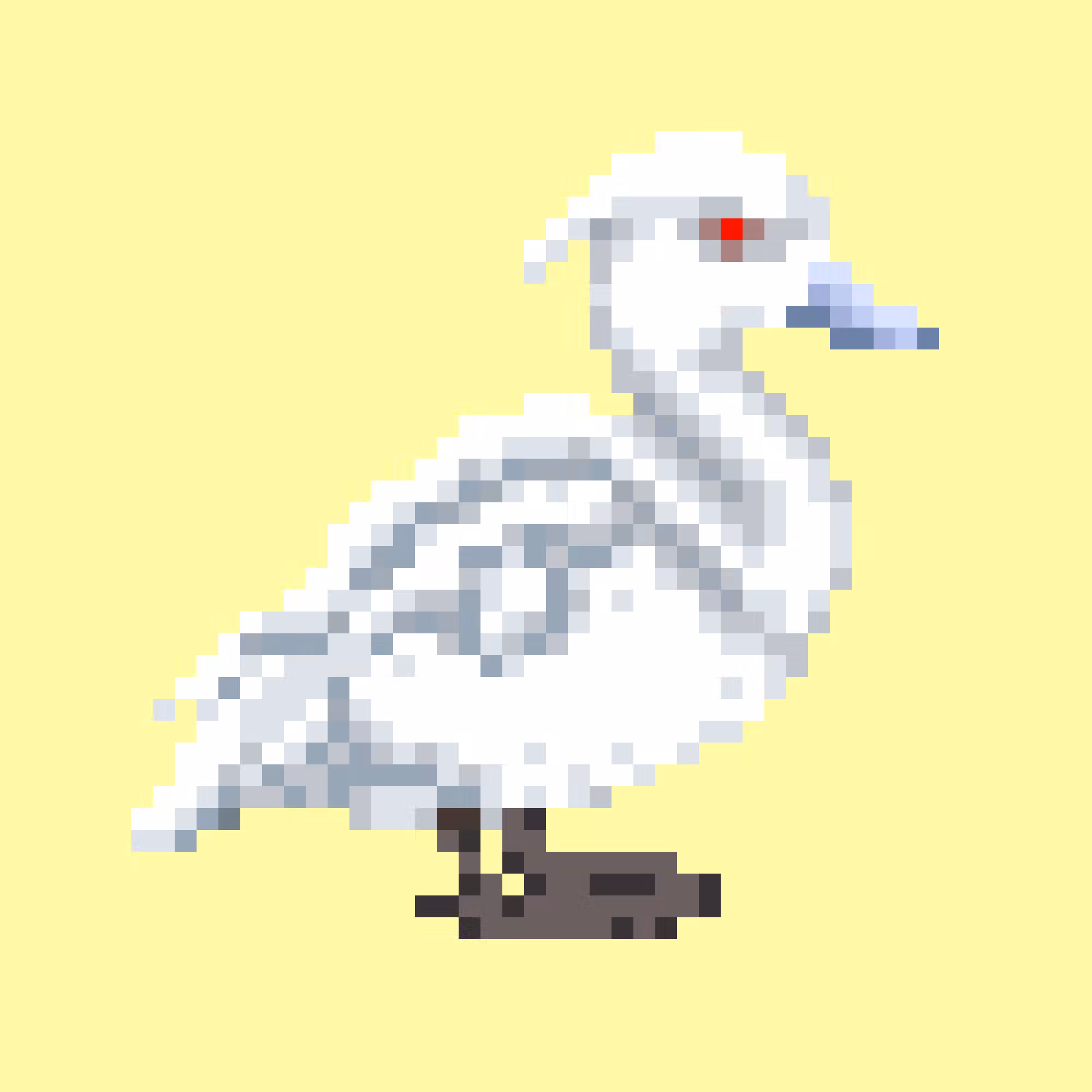 Tufted Duck (Albino)