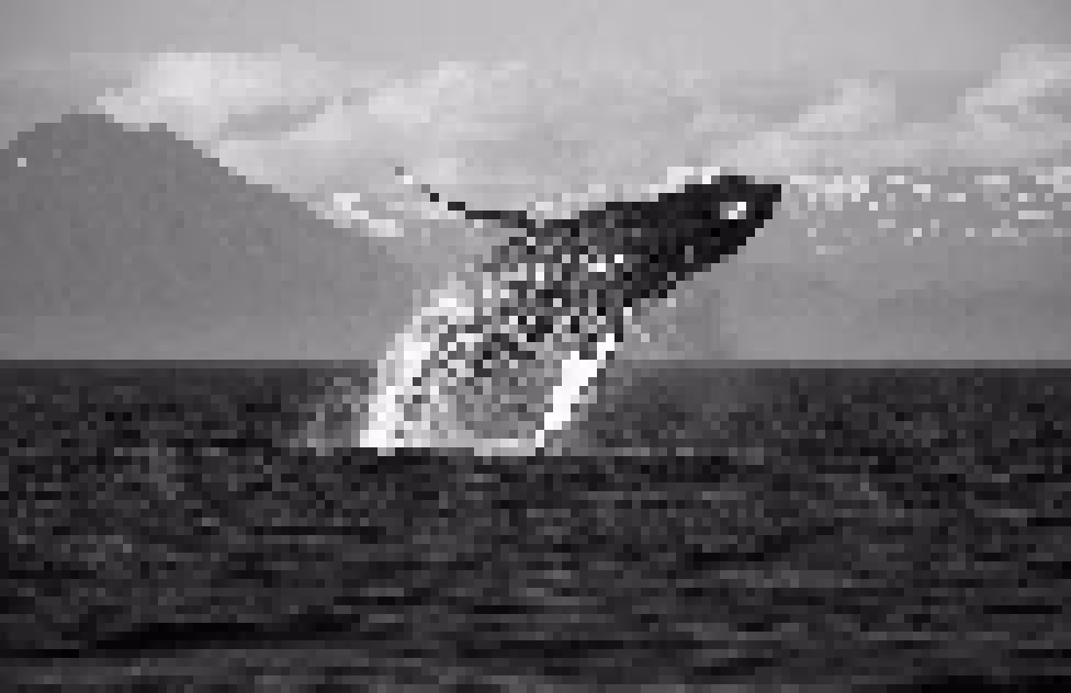Whale jump!