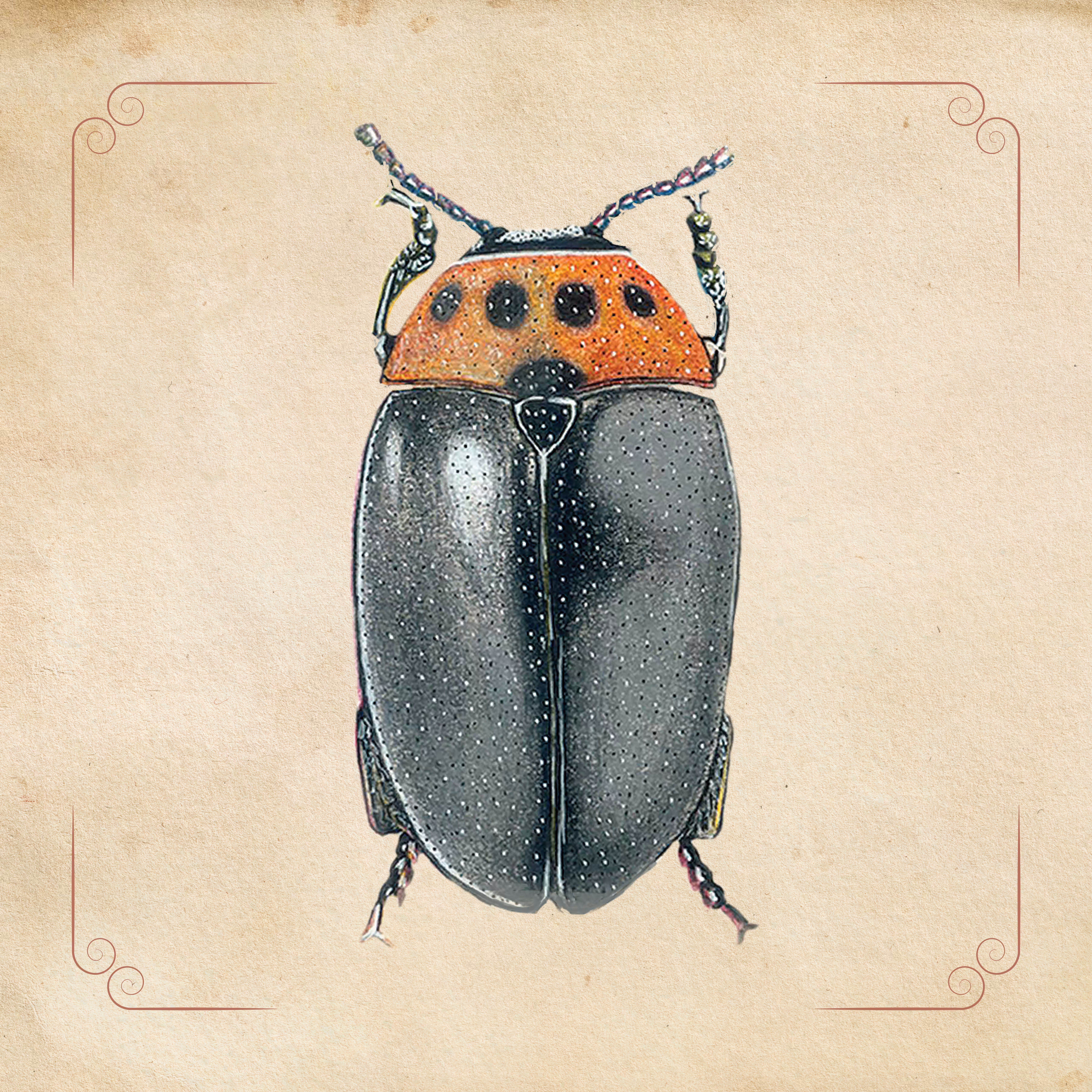 Erotylidae Beetle Family