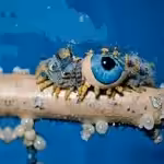Caterpillar
