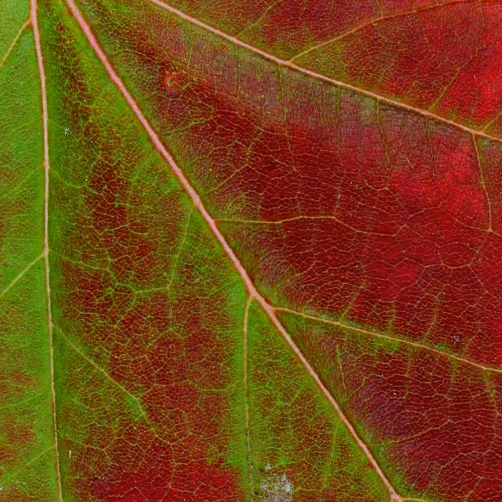 Autumnatic Intimacy #9