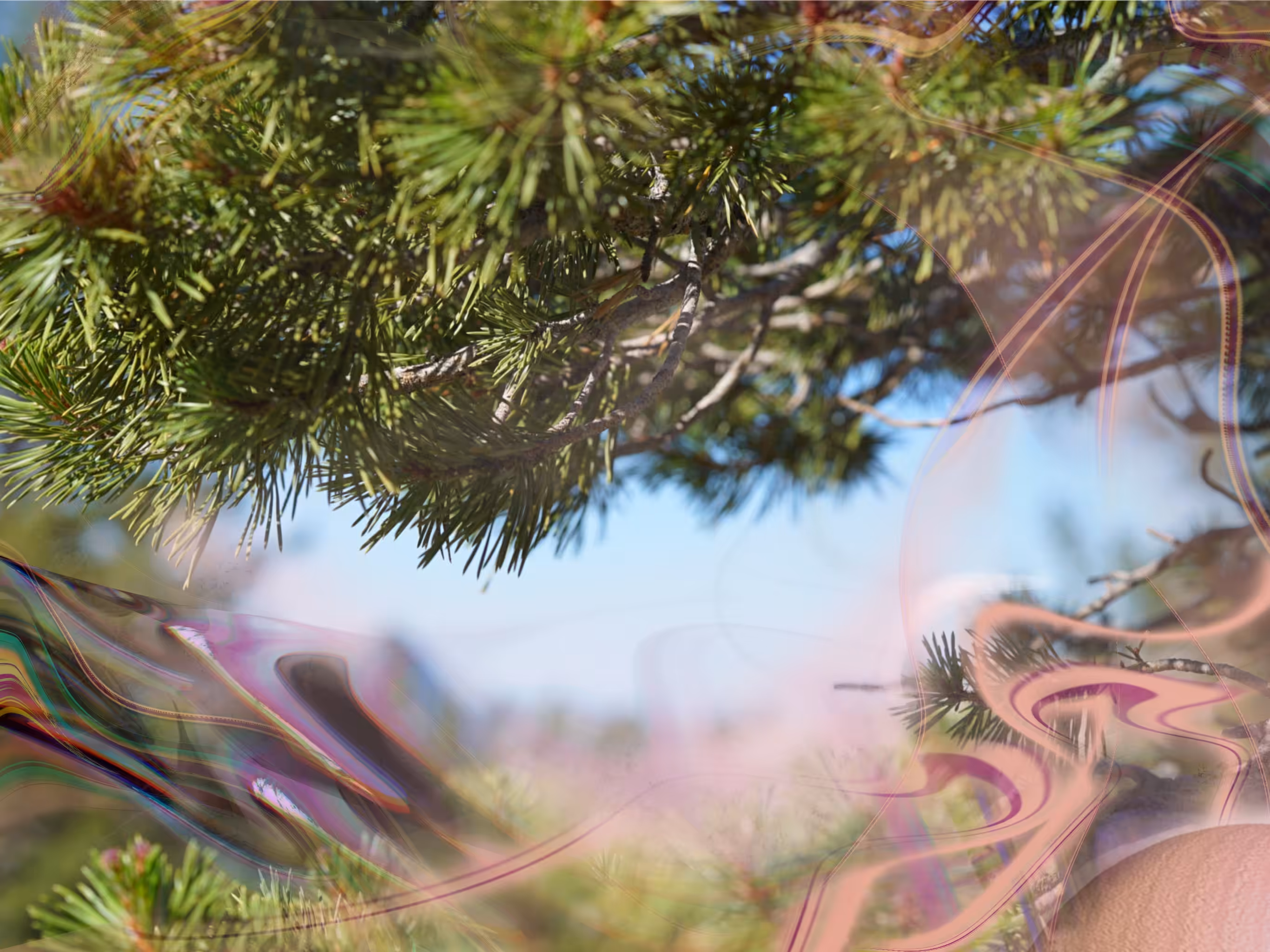 Near/Sight