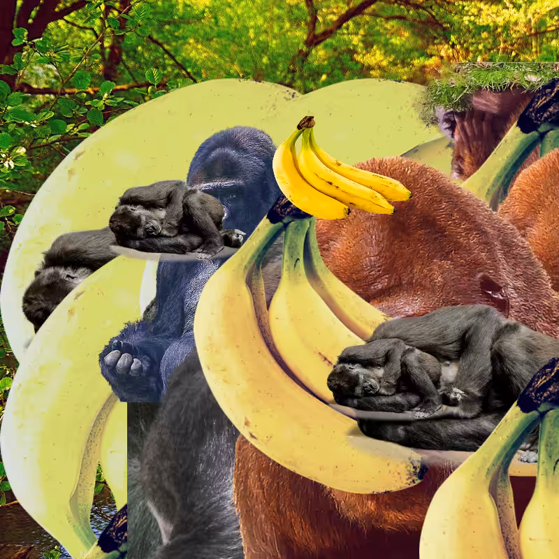 Banana #1 #43