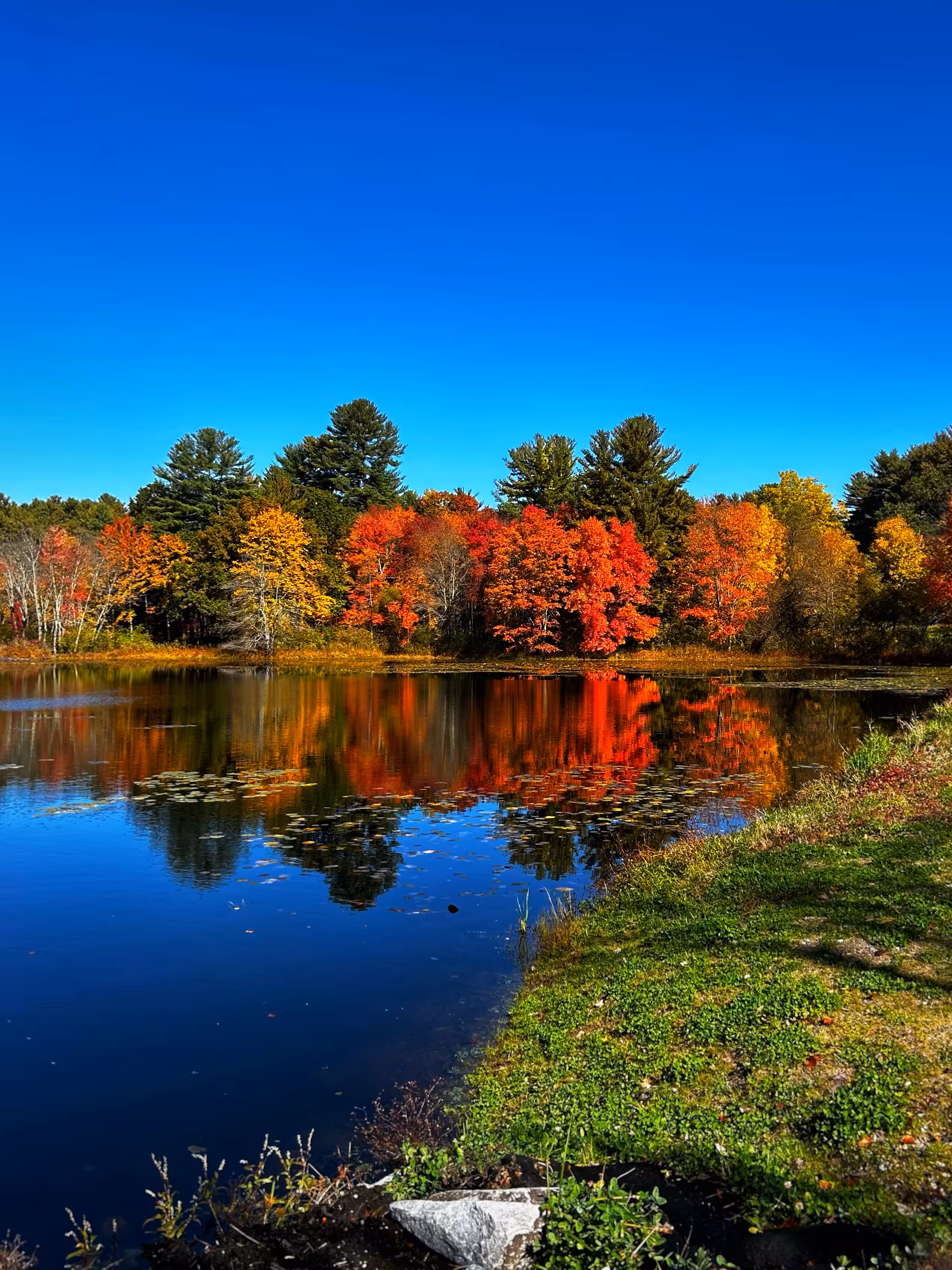 Fall Foliage
