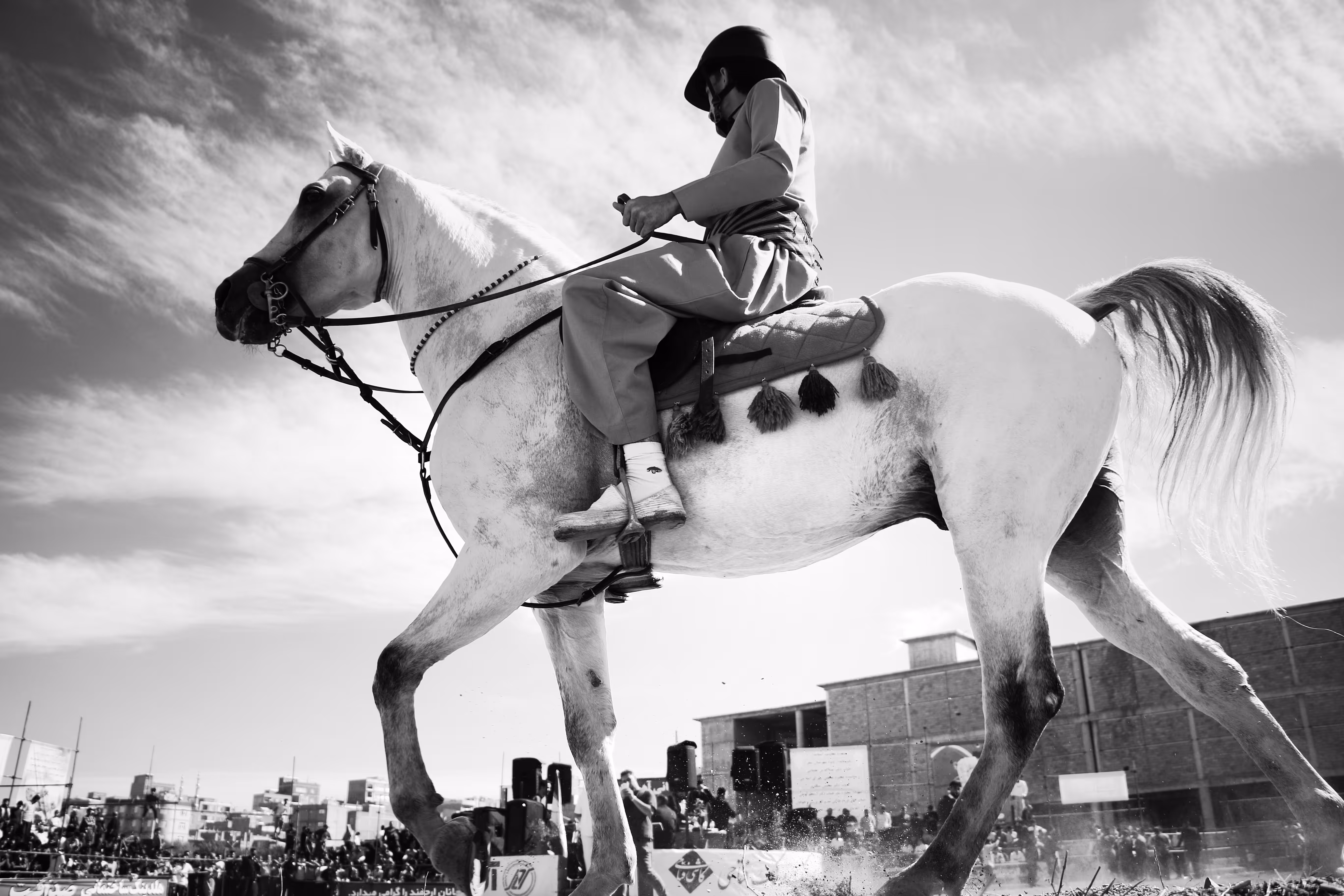 White horse