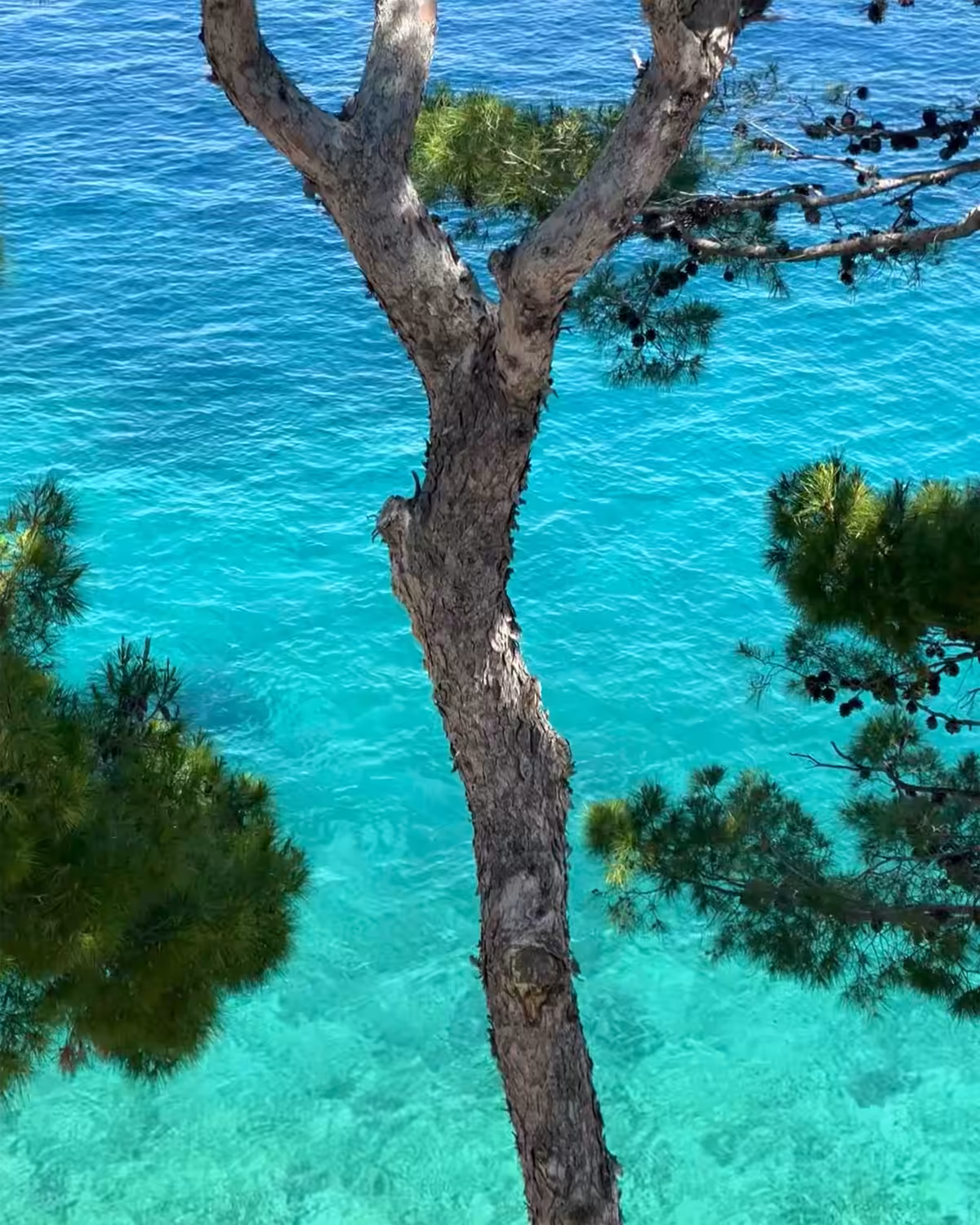 sea blue trees #01