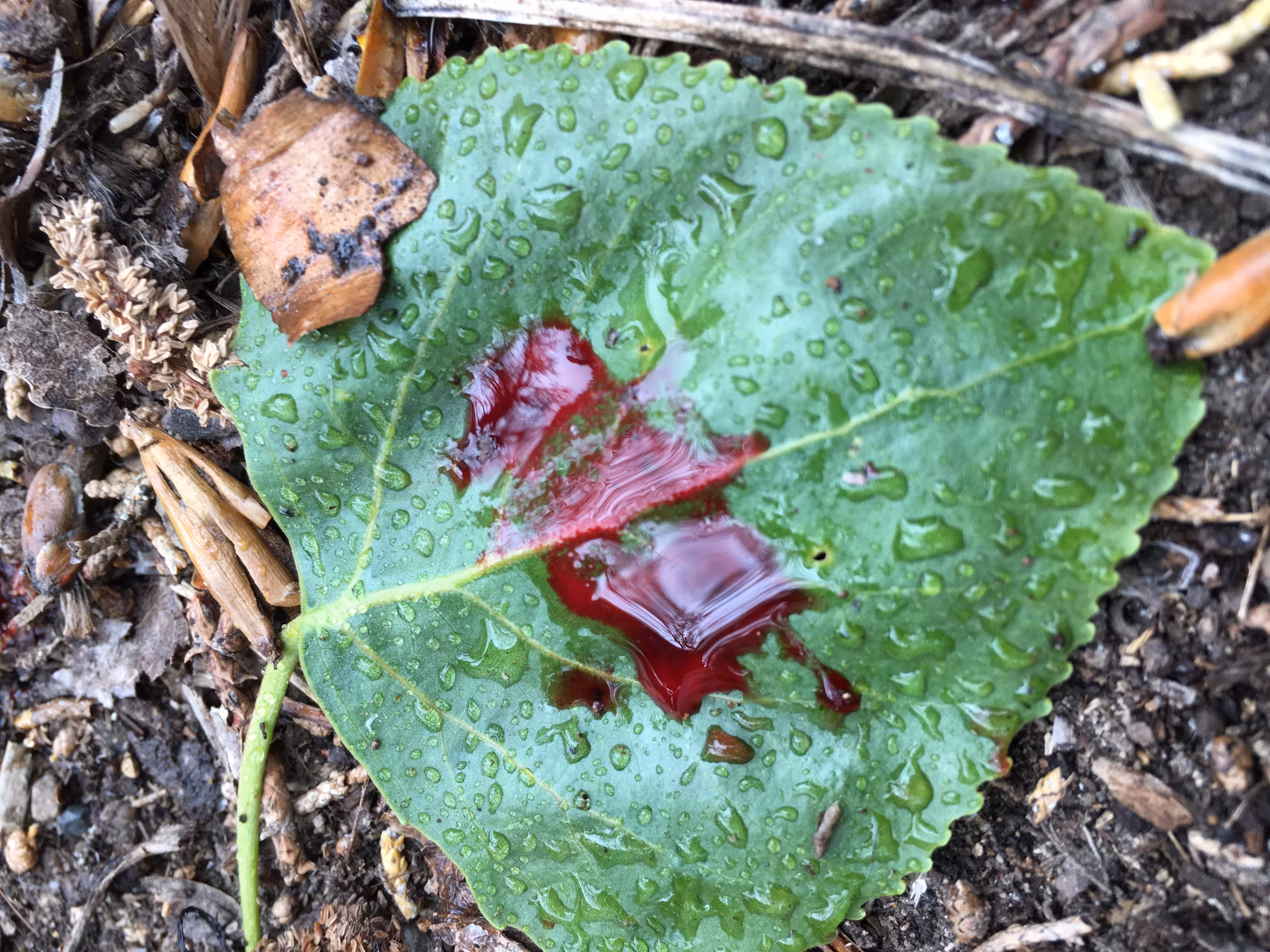 CHiCKEN BlOOD on a FAllEN LEaF