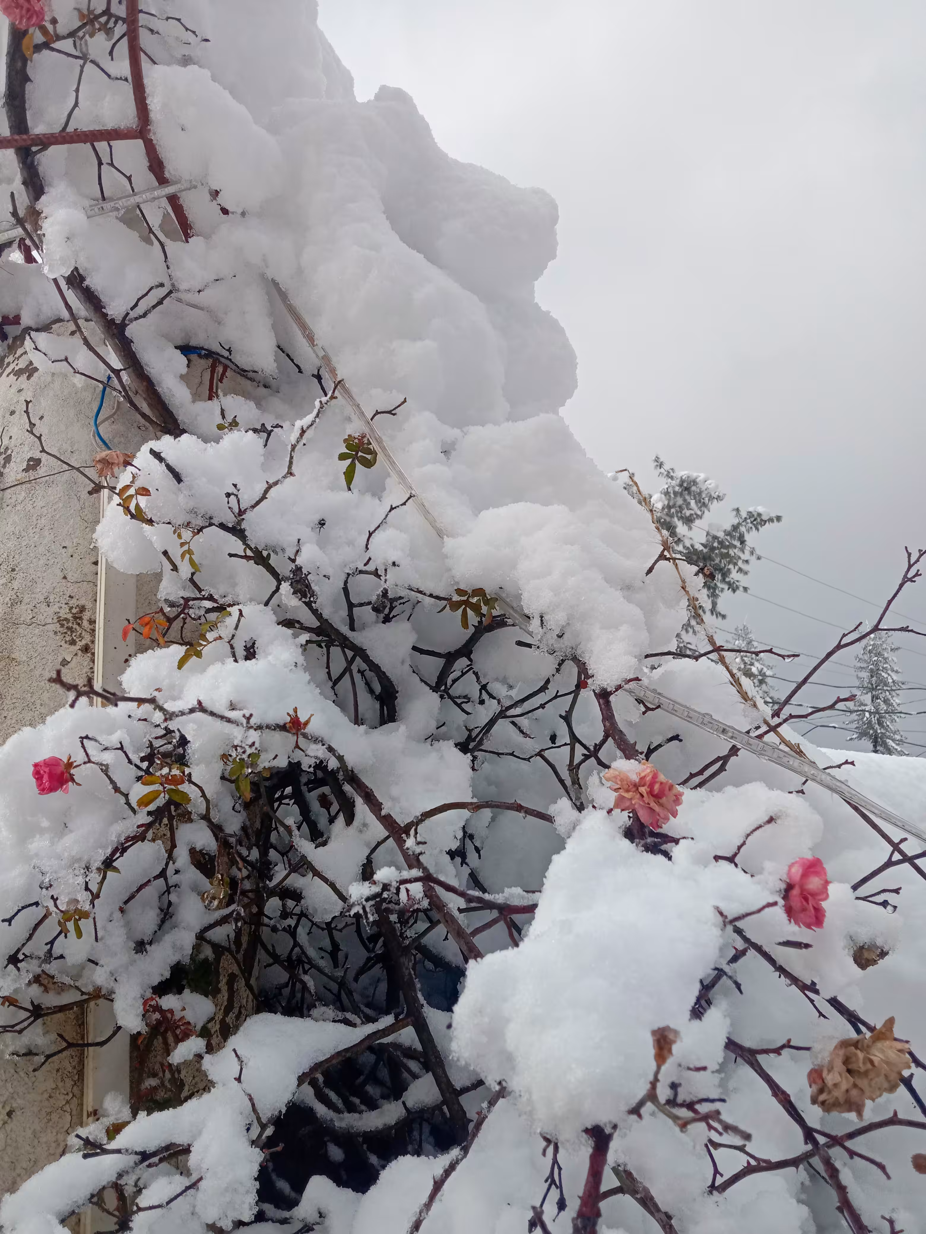 Winter's Embrace