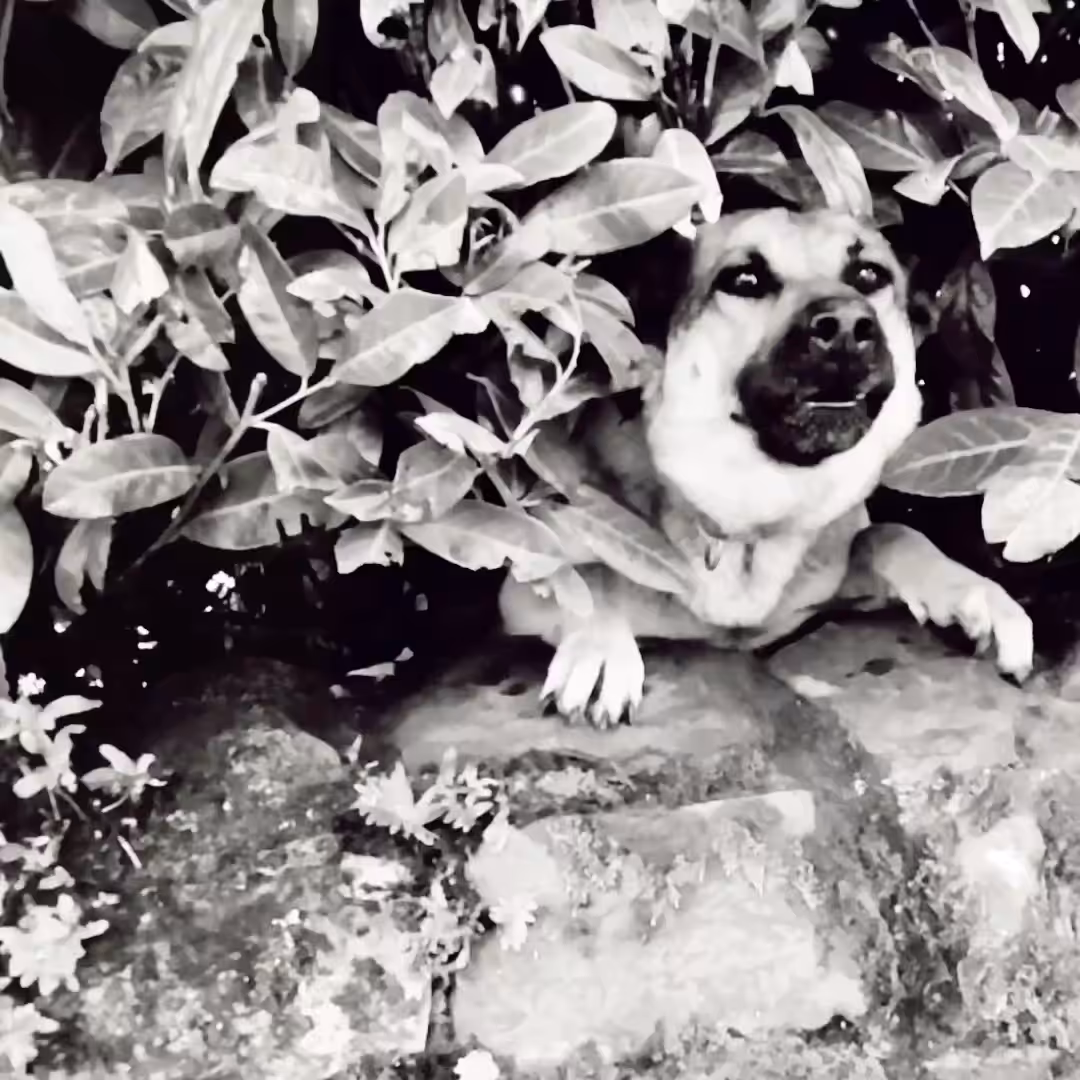 Metro goldwyn-dog