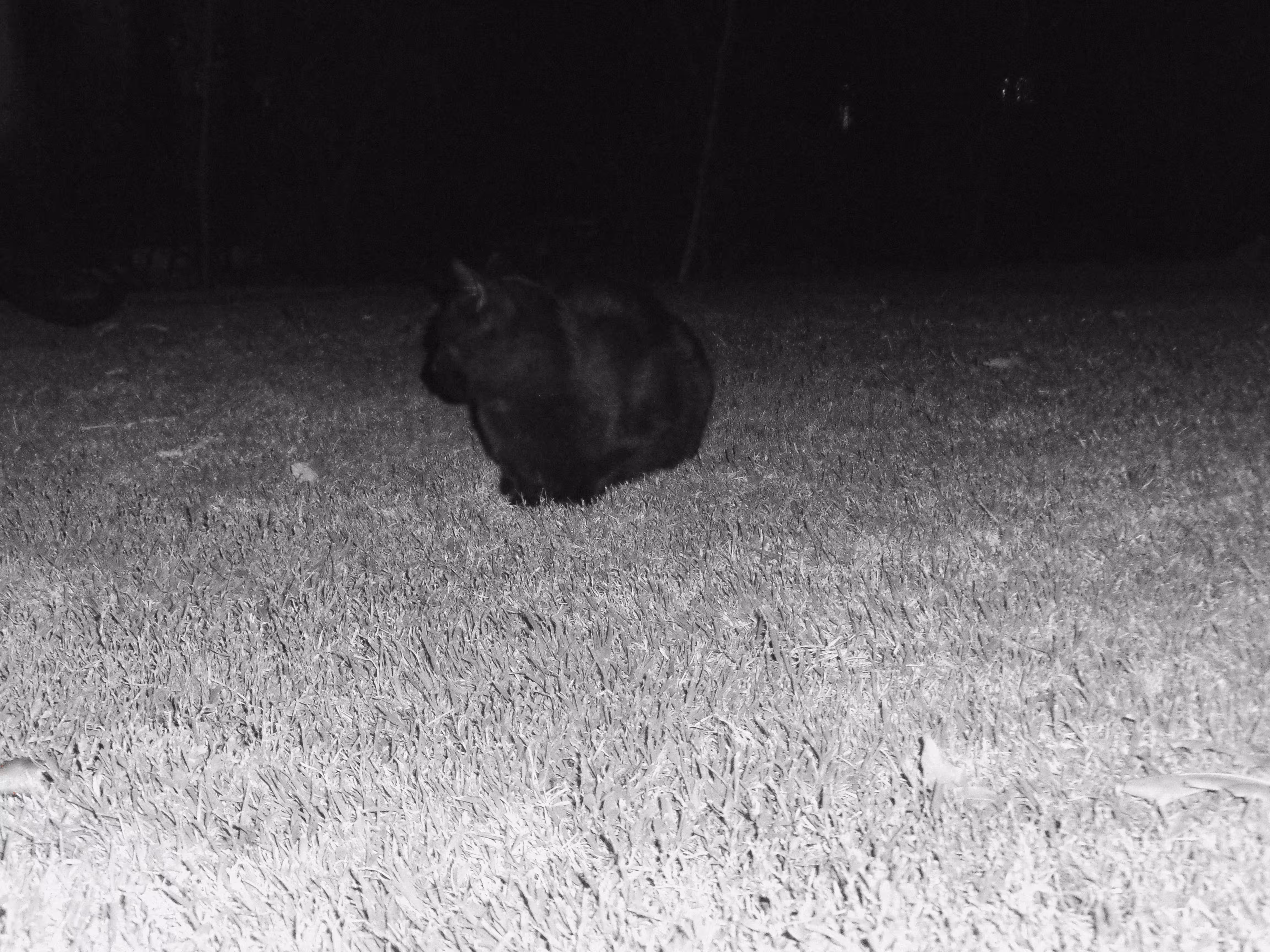 The black cat