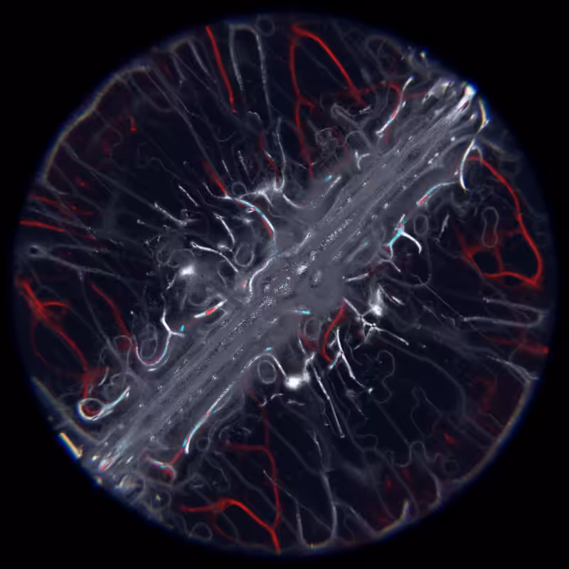 Ethereal Microcosm #21