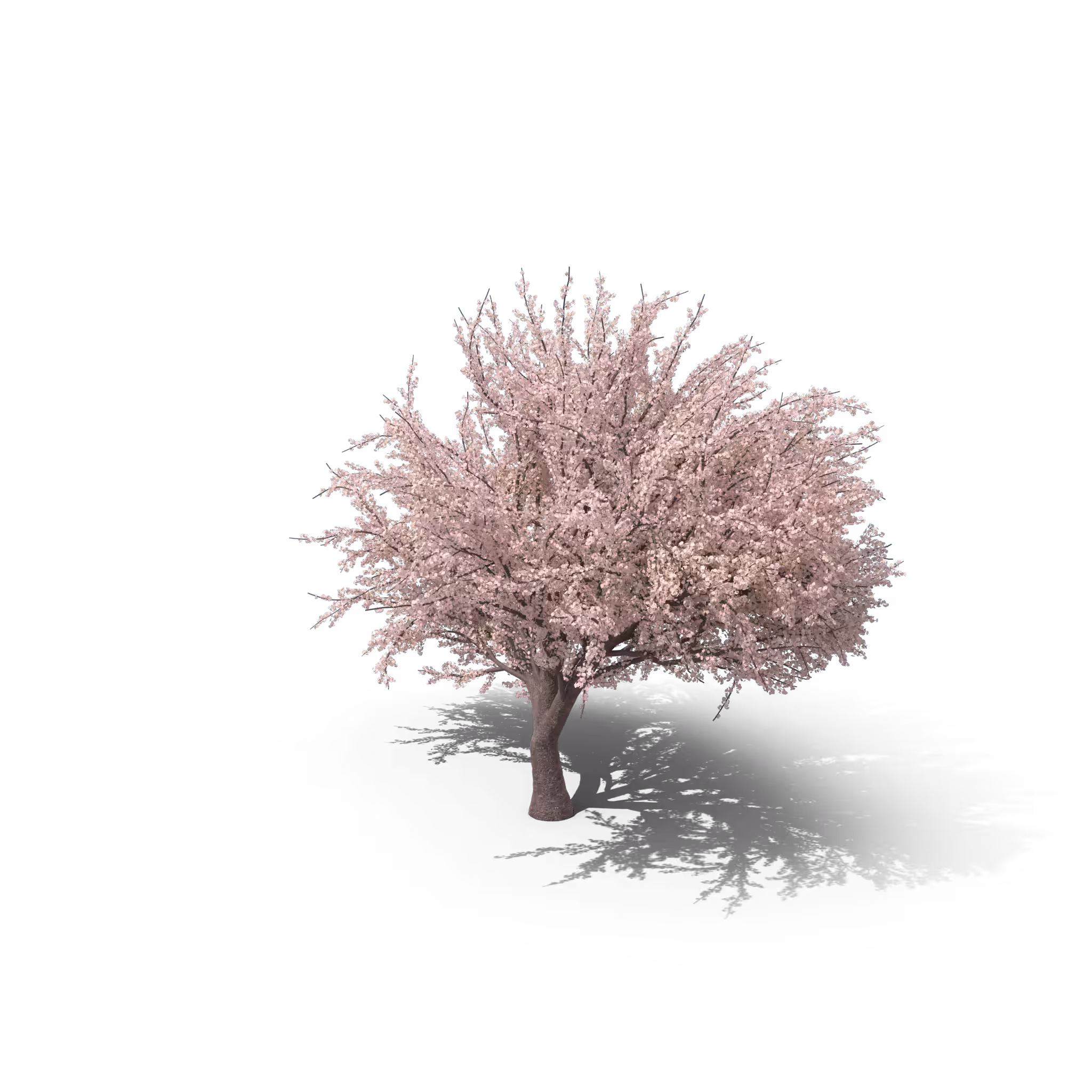 Your Tree I Japon