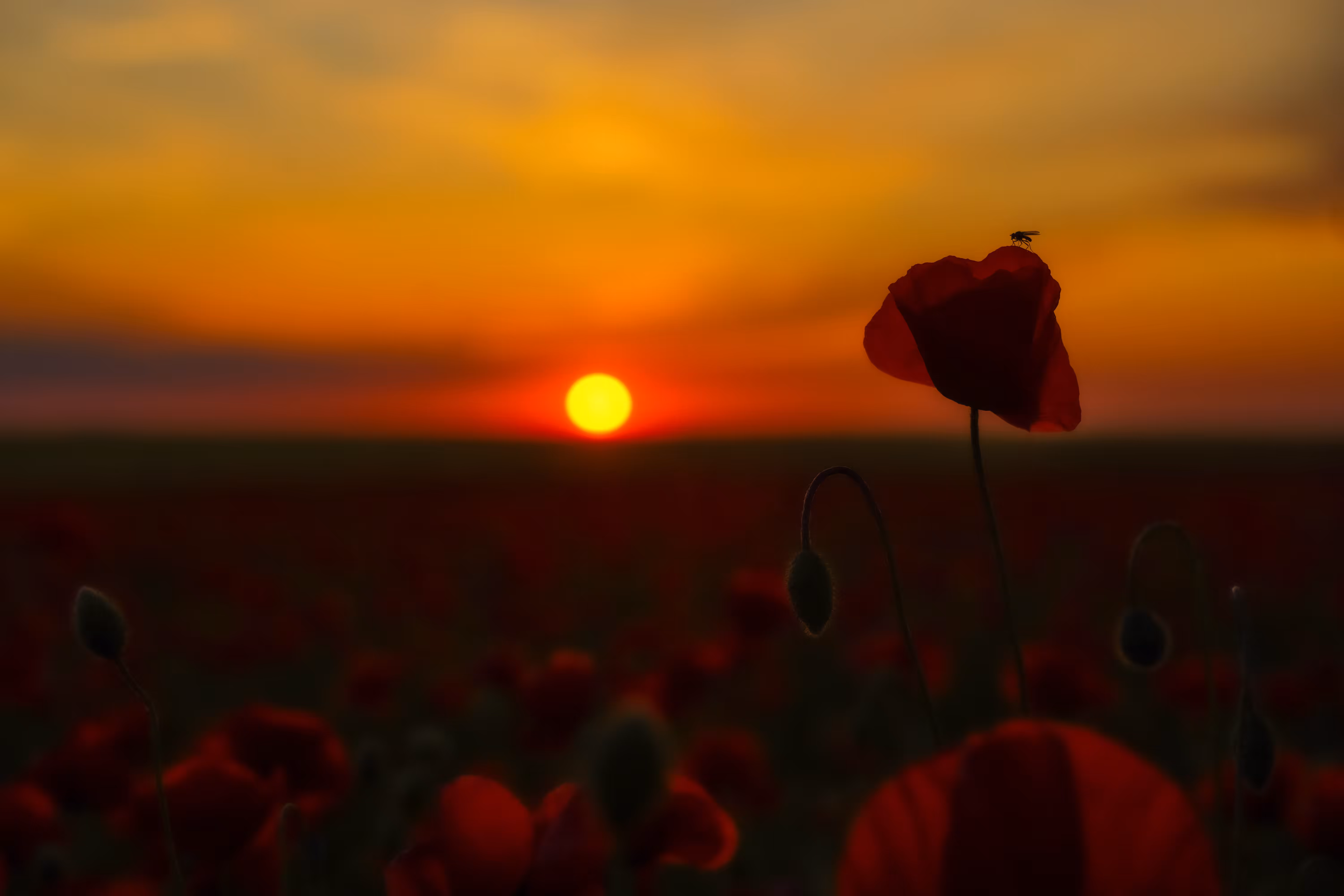 Beautiful sunset moment