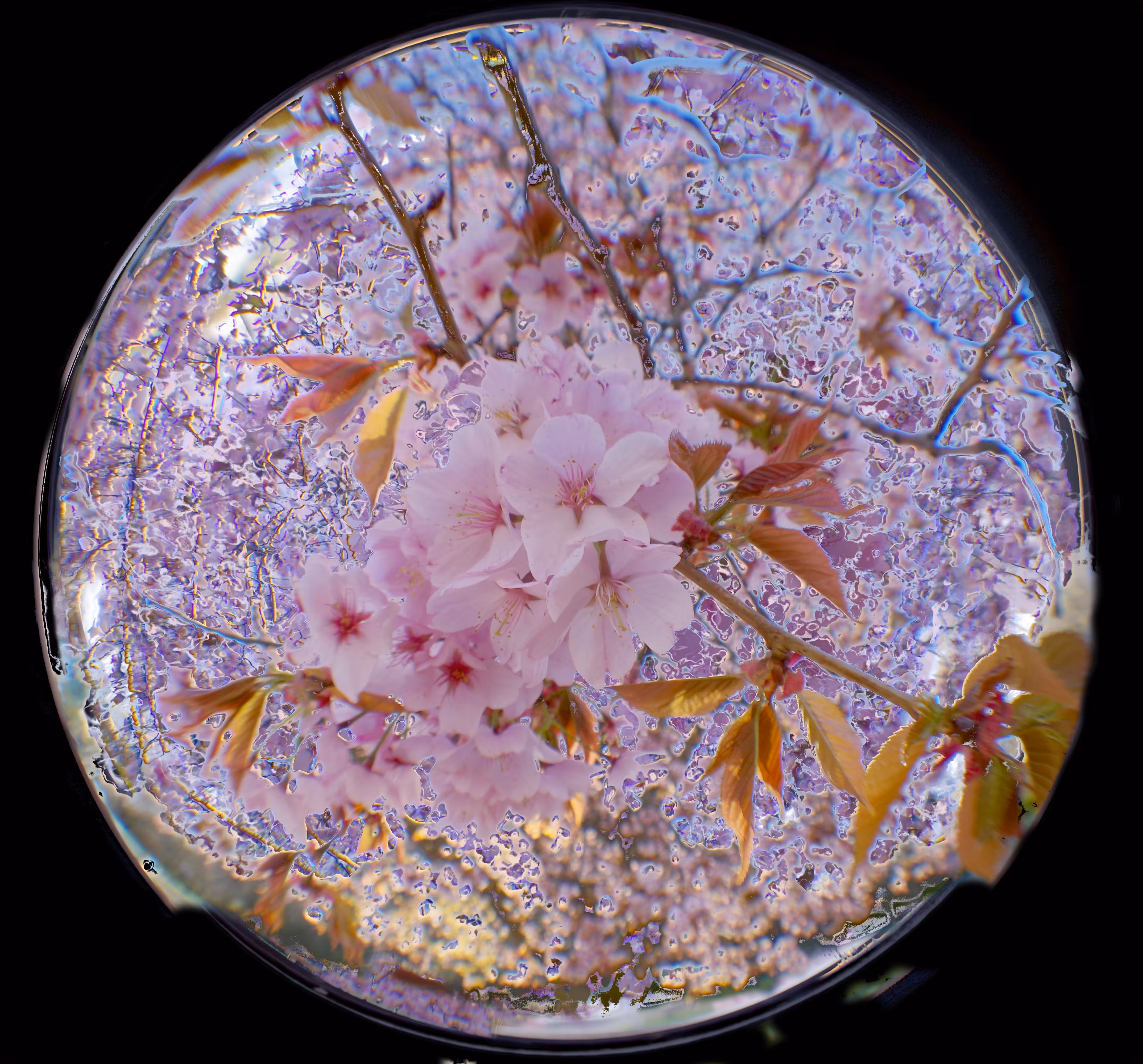 The Blossom Tree : Leaf Bubble