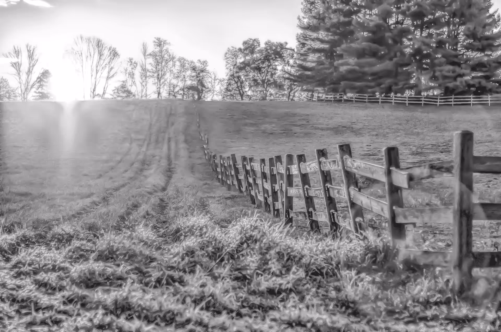 Sunset Field 2015
