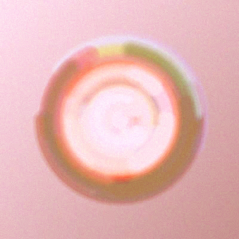 Wisp #72