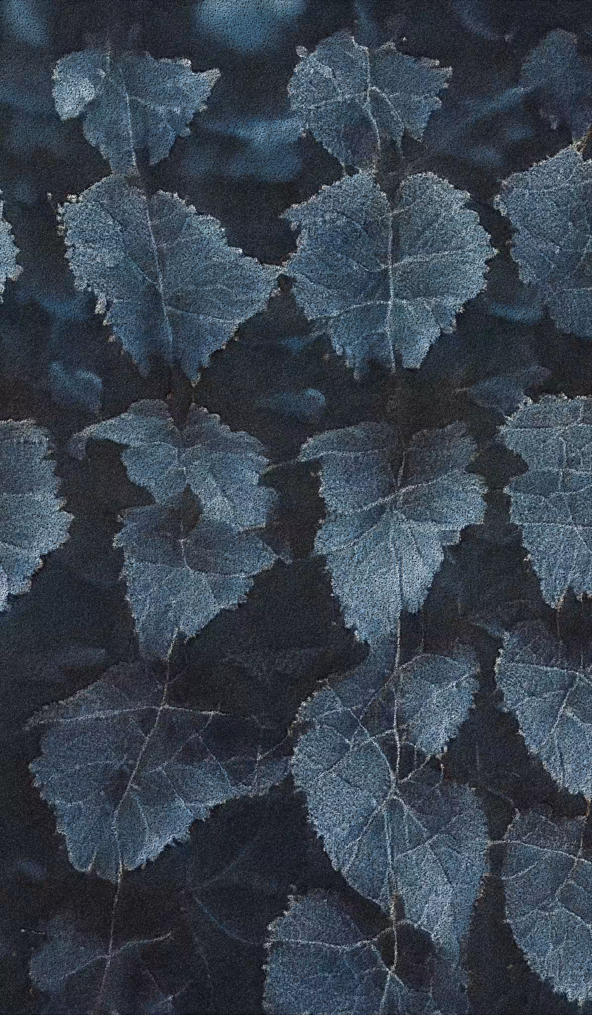 APPARATUS-VITIS: Apparatus Vitis #5