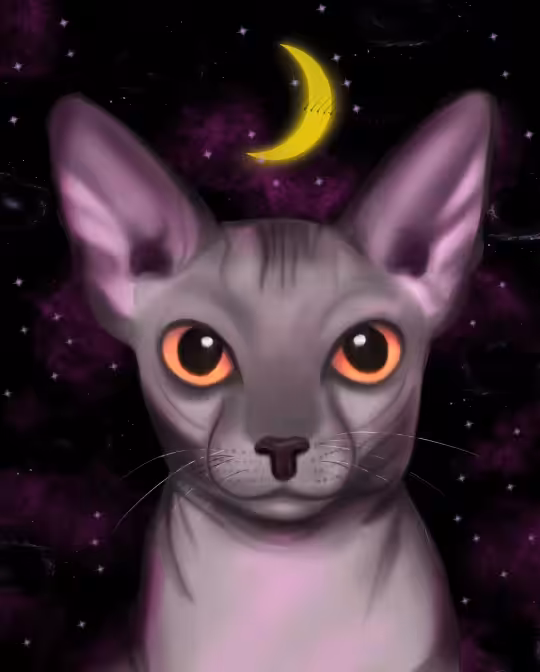 Galaxy sphynx cat #2