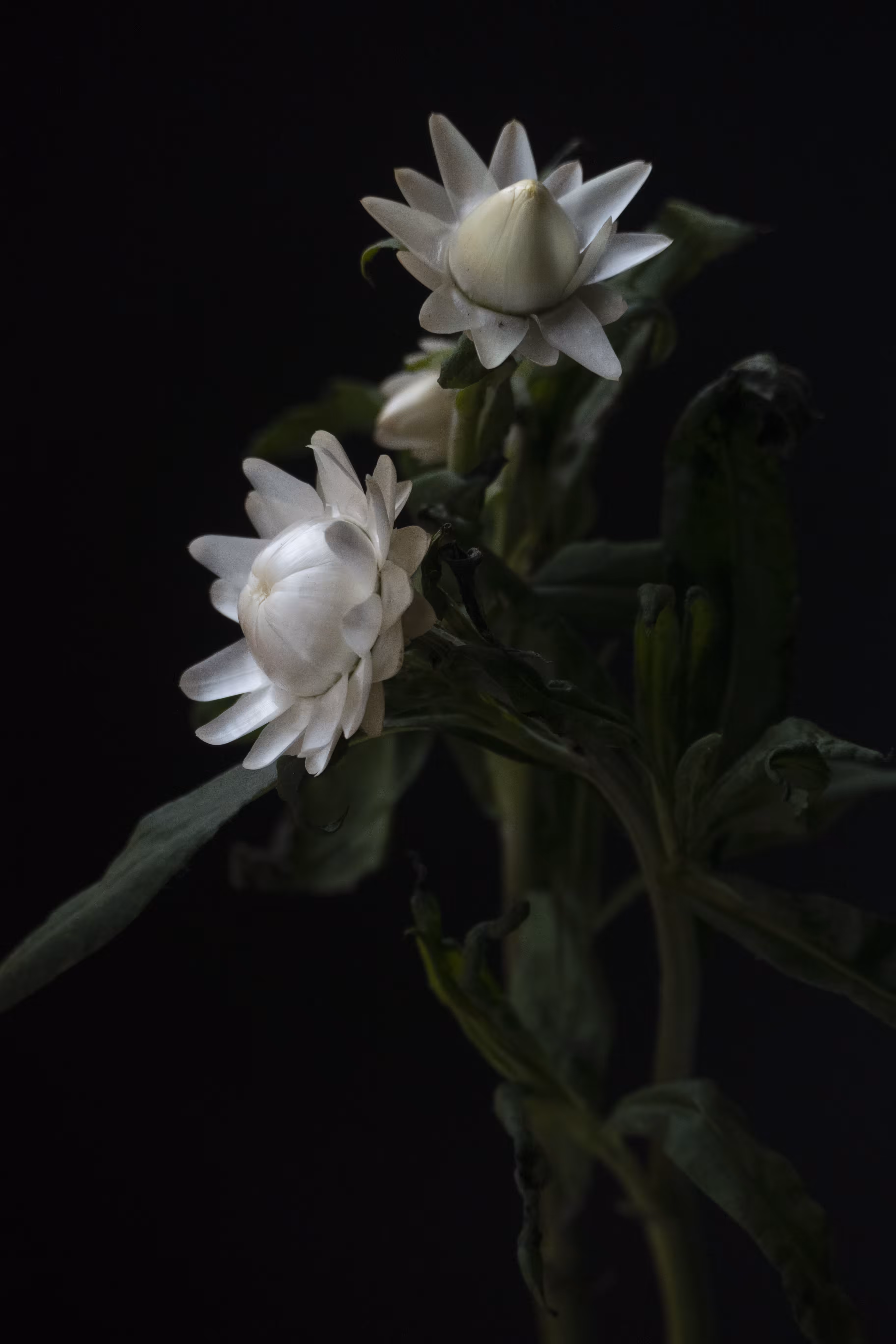 French Flowers #7
