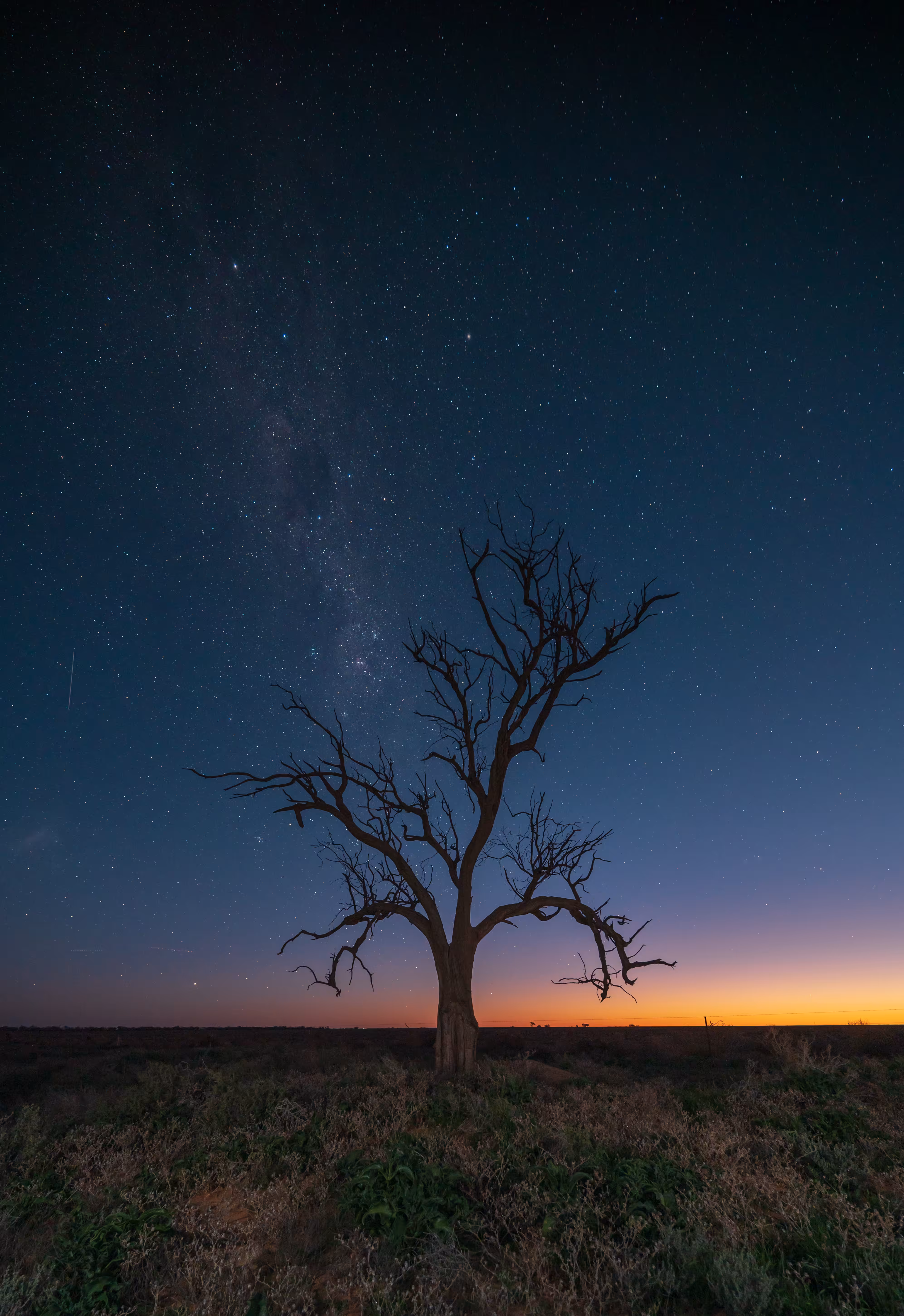 The First Tree