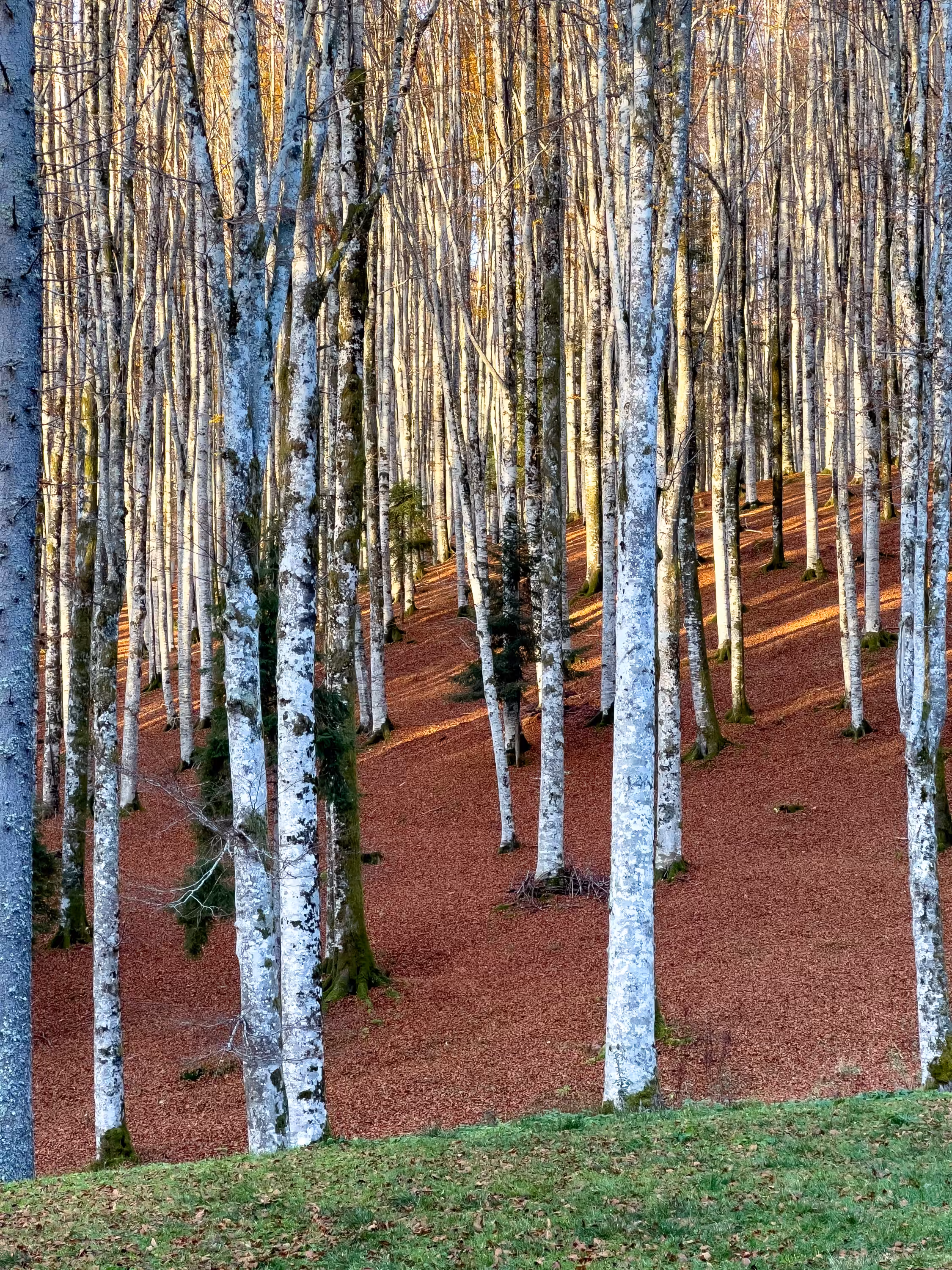 Limited Editions: Nature Composition #1