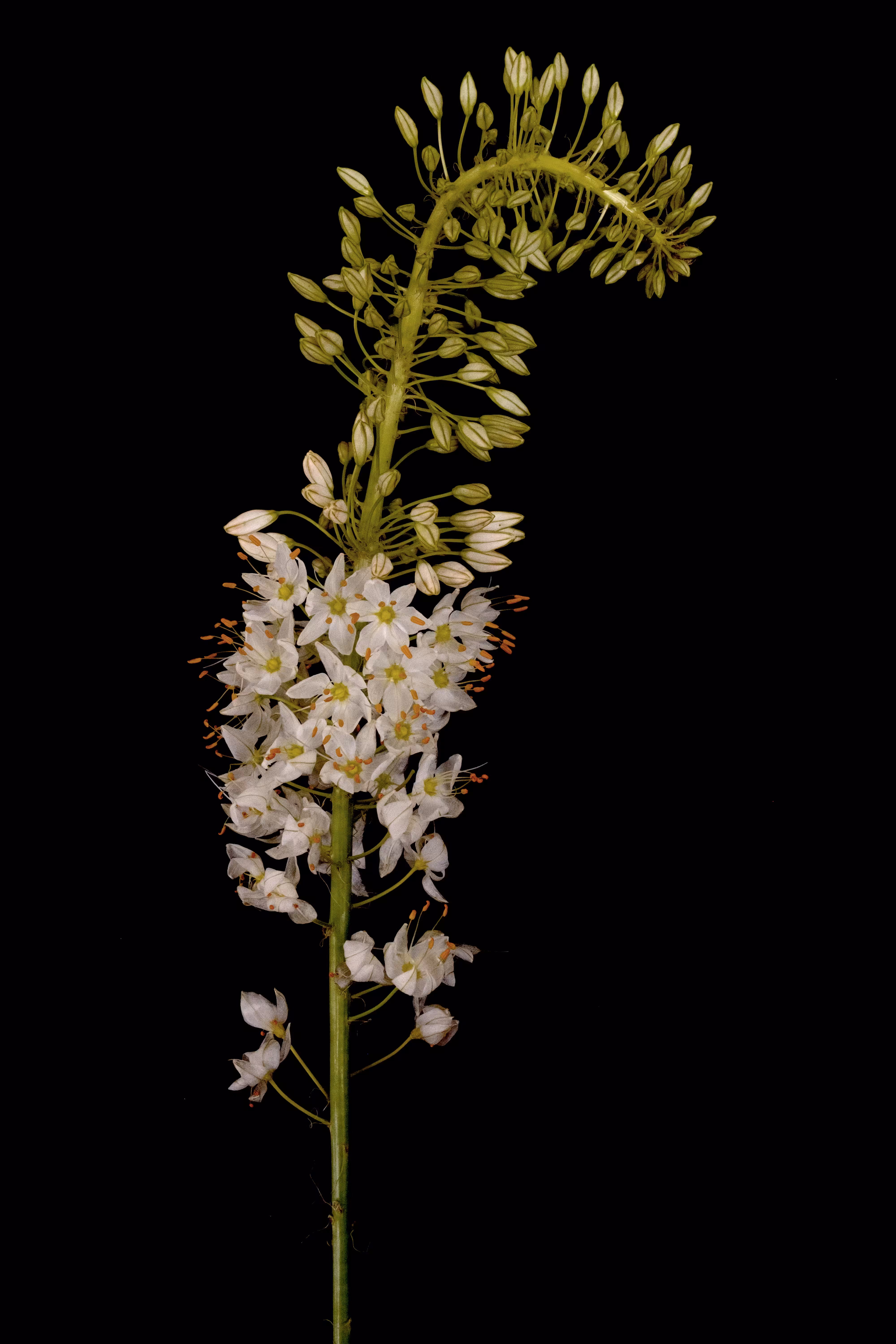 Eremurus Robustus