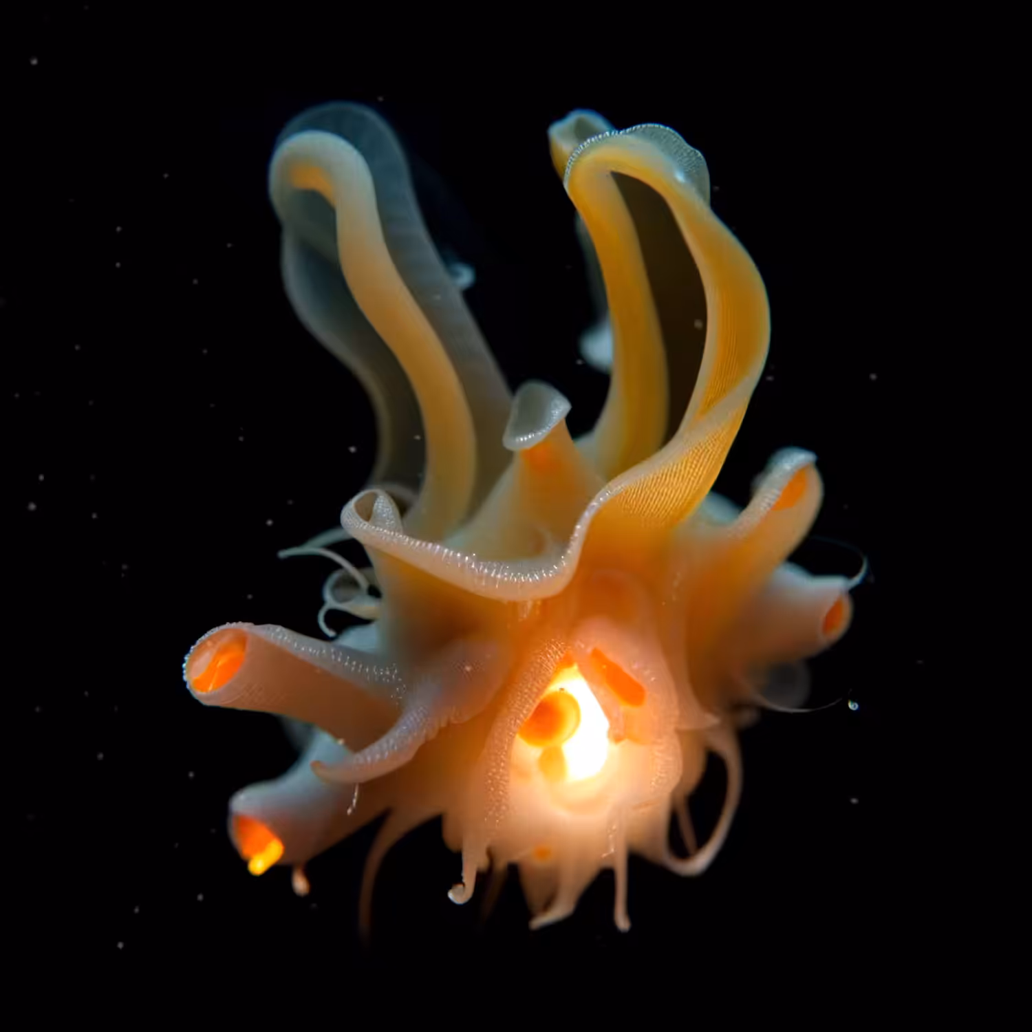 Coralium Lux