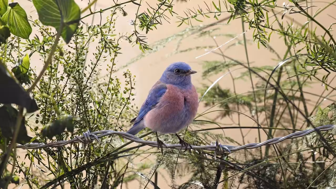 Birds Observations: Perry, In the Tangle