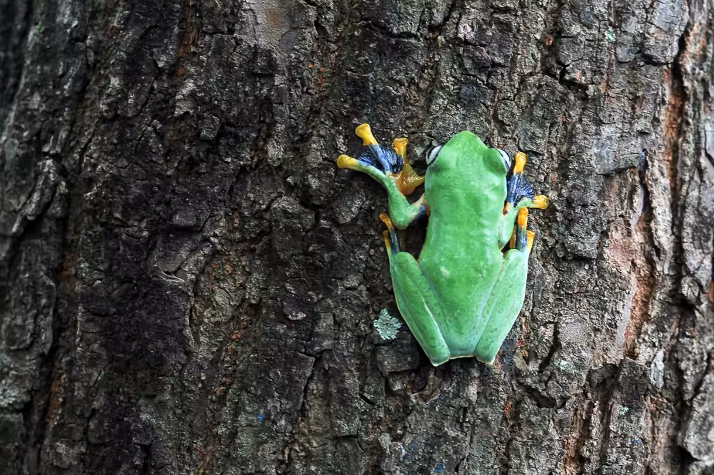 Wallace's flying frog, frogs
