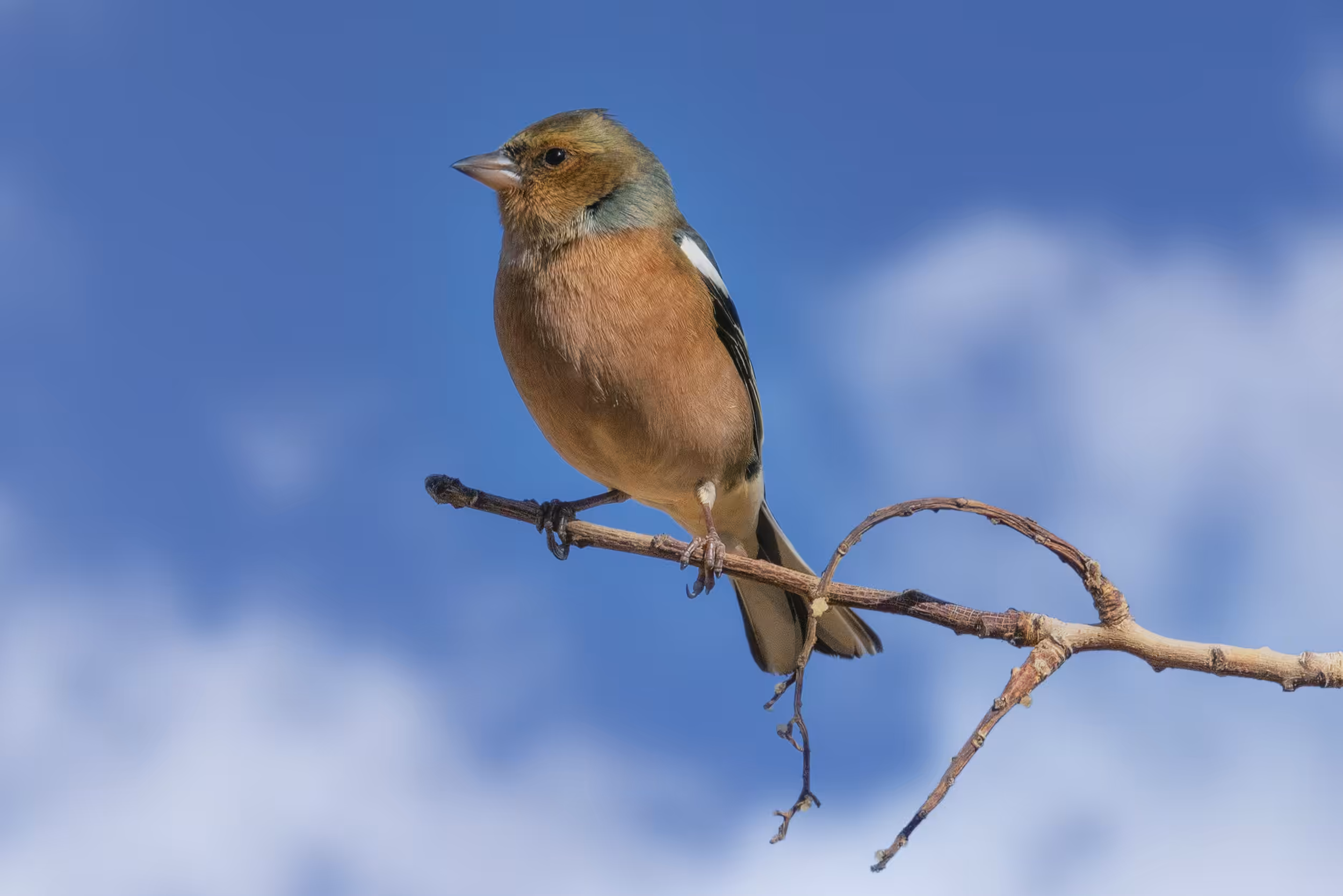 birds #common chafinch