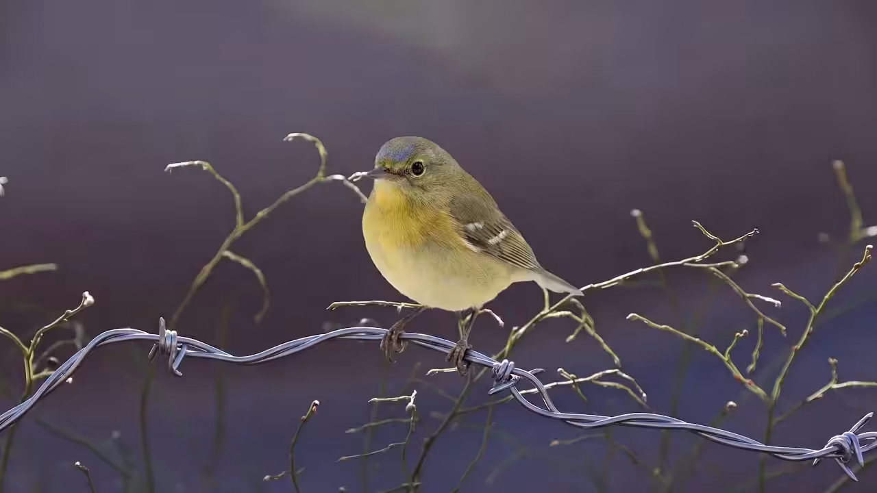 Birds Observations: bobby, The Last Light