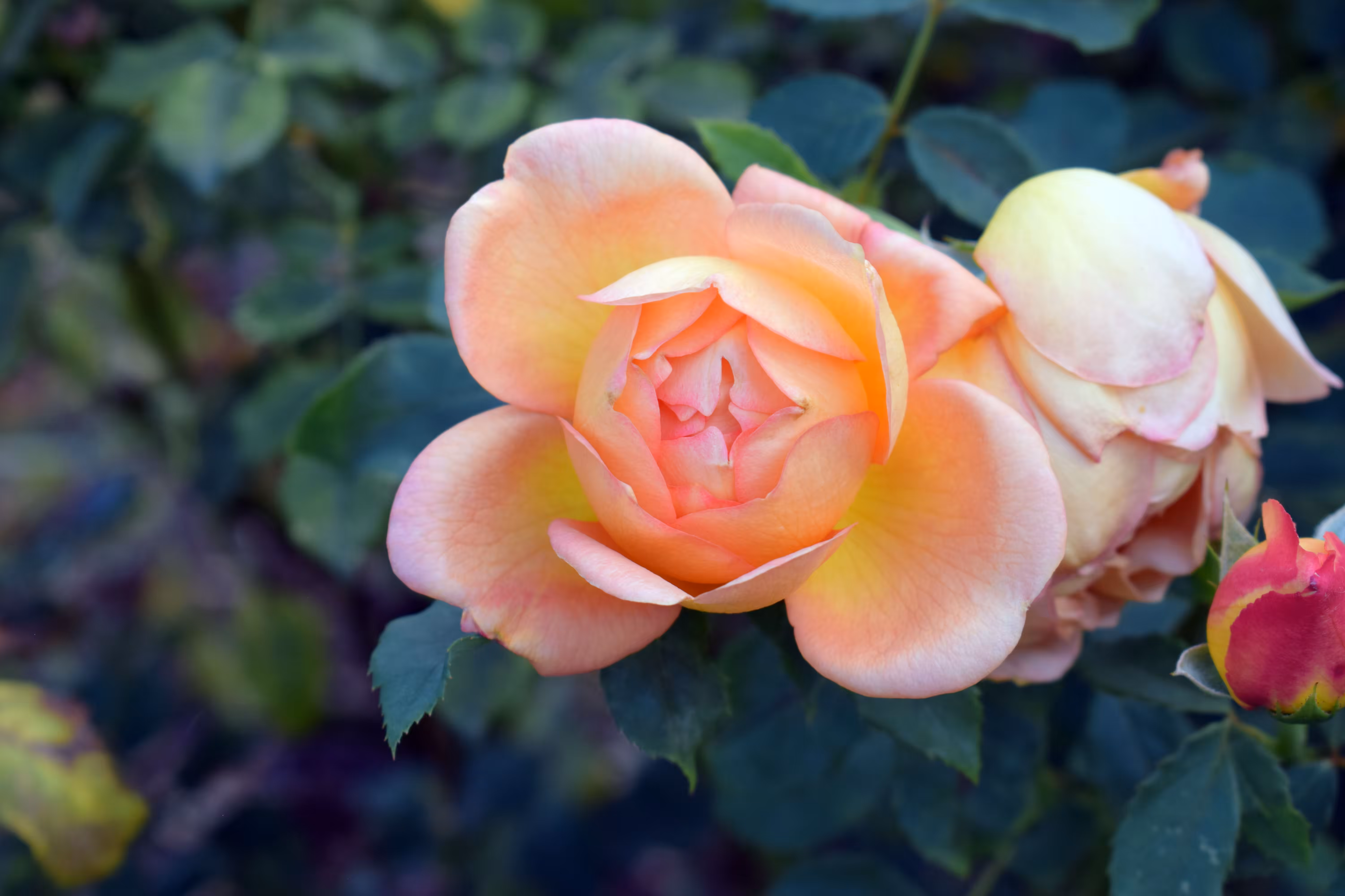 Peach Roses