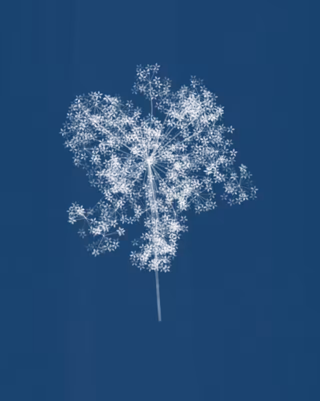 Cyanotypes #187