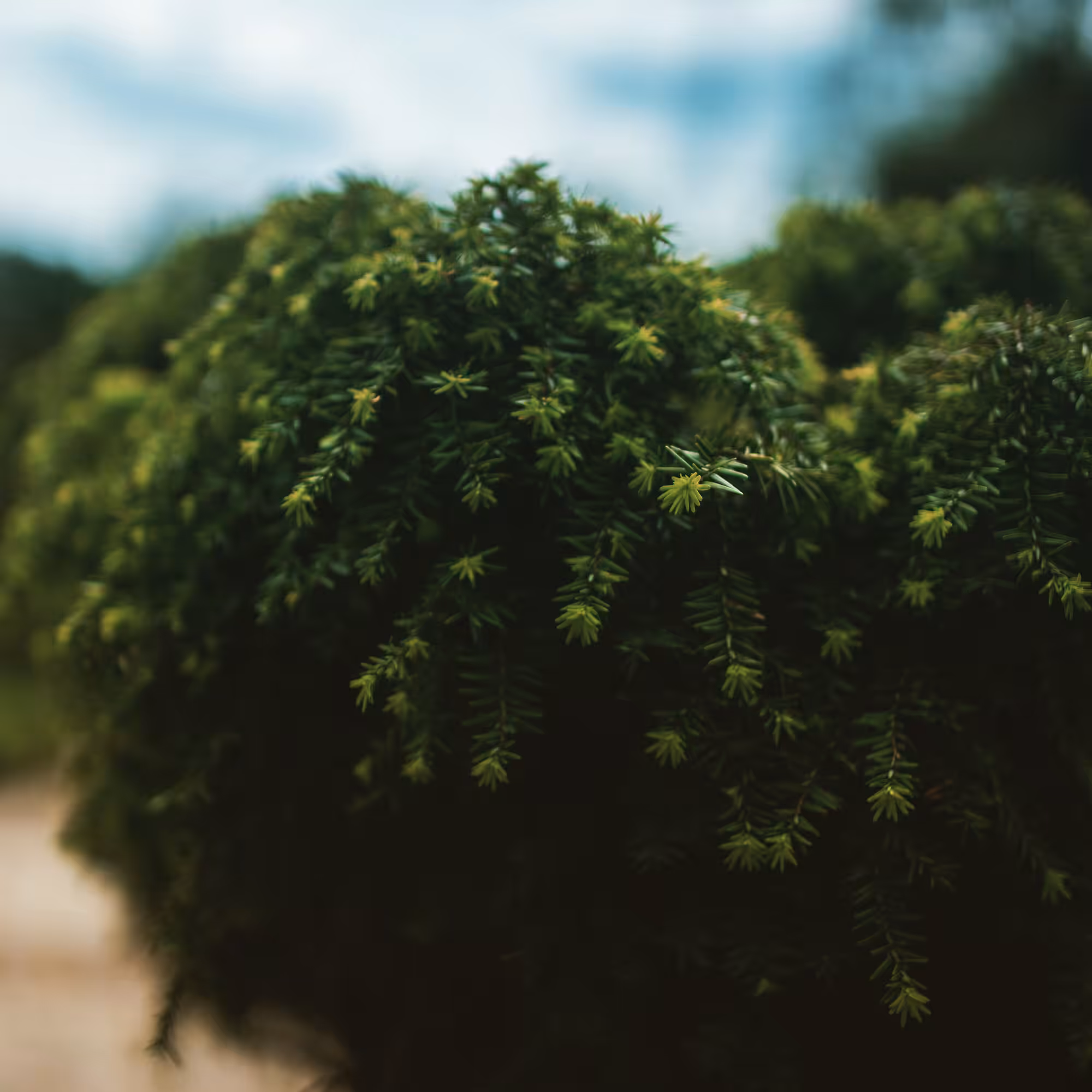 Small green plant 