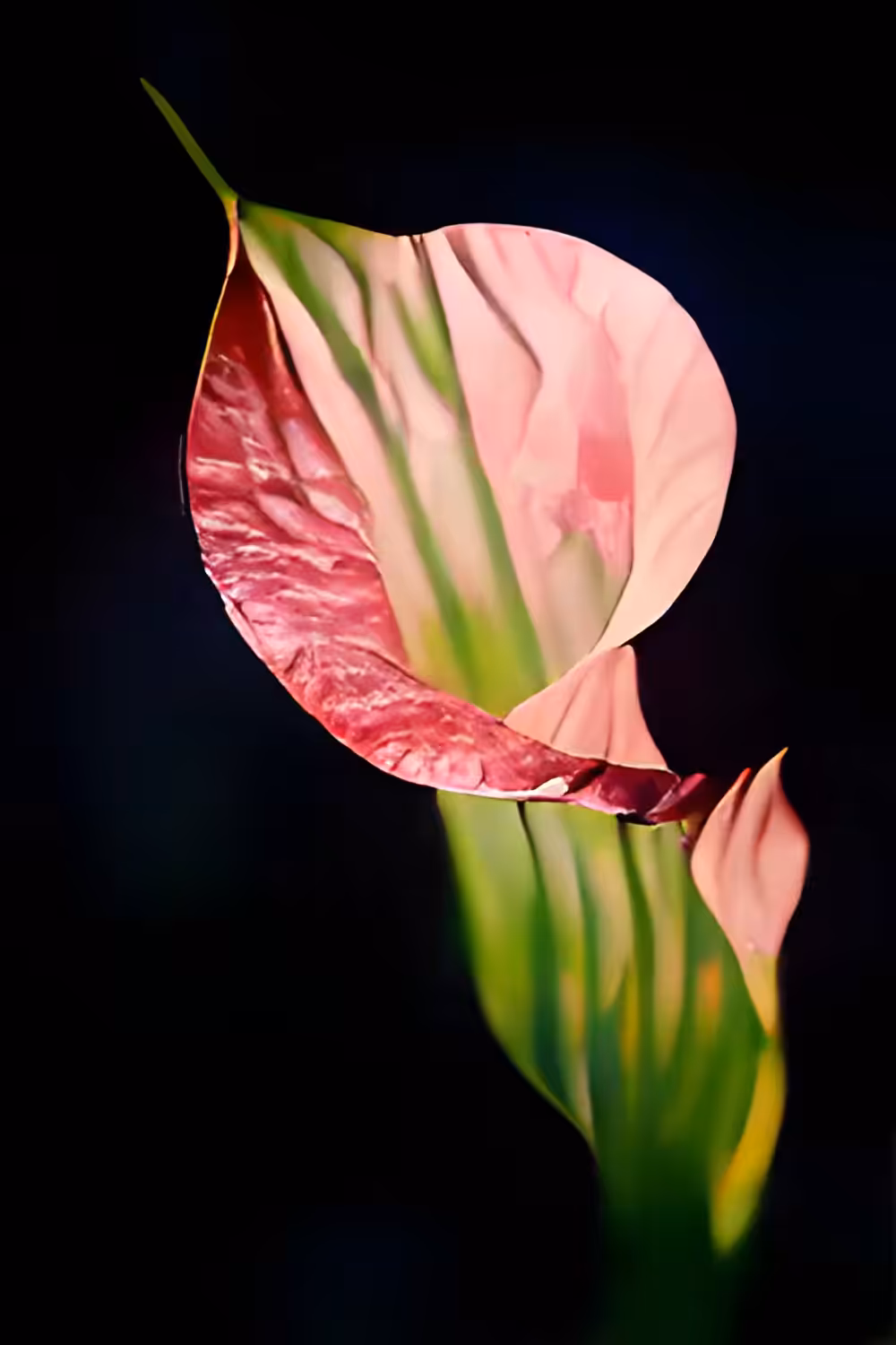 FLOWERS 4