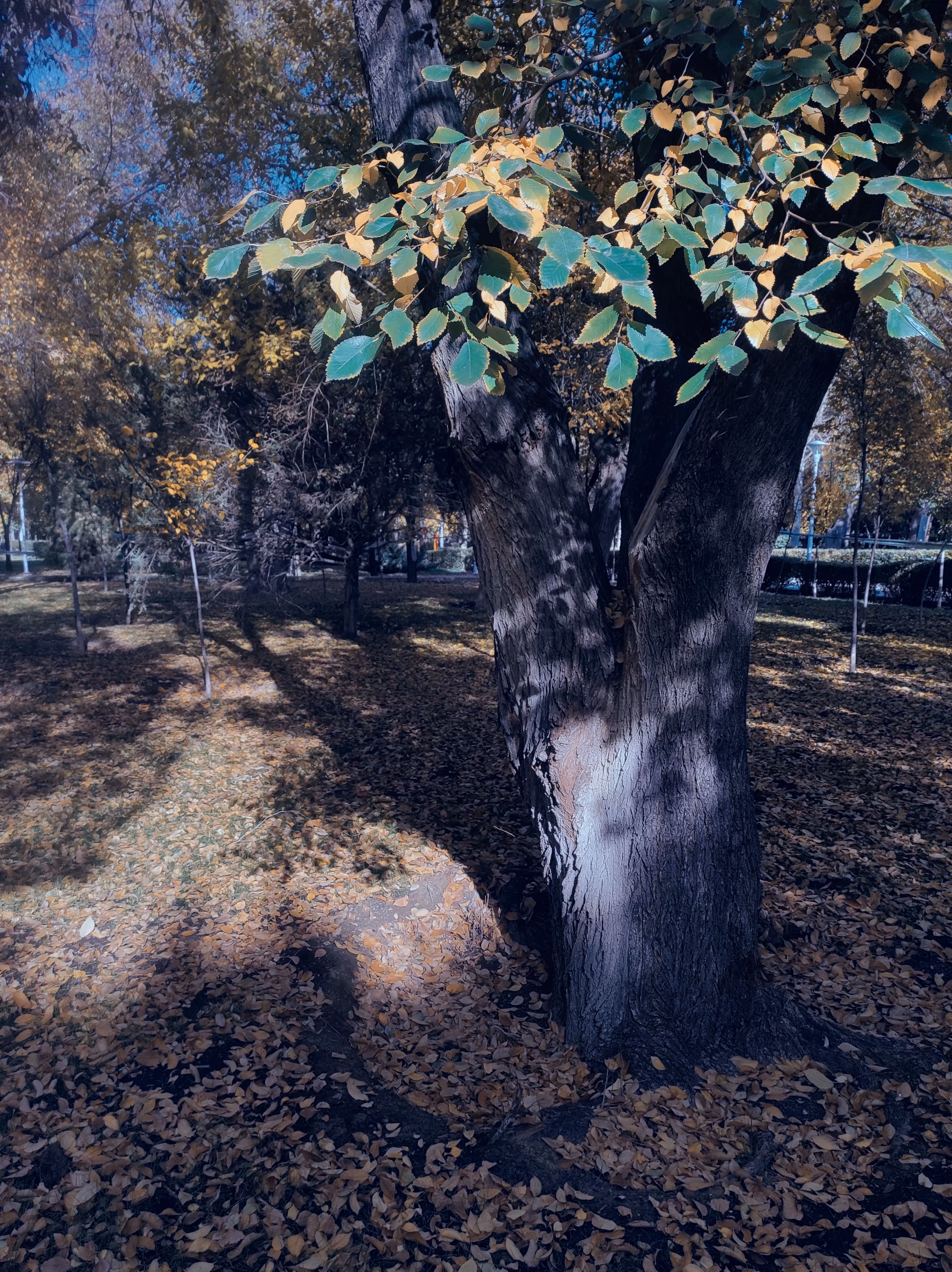In autumn’s air