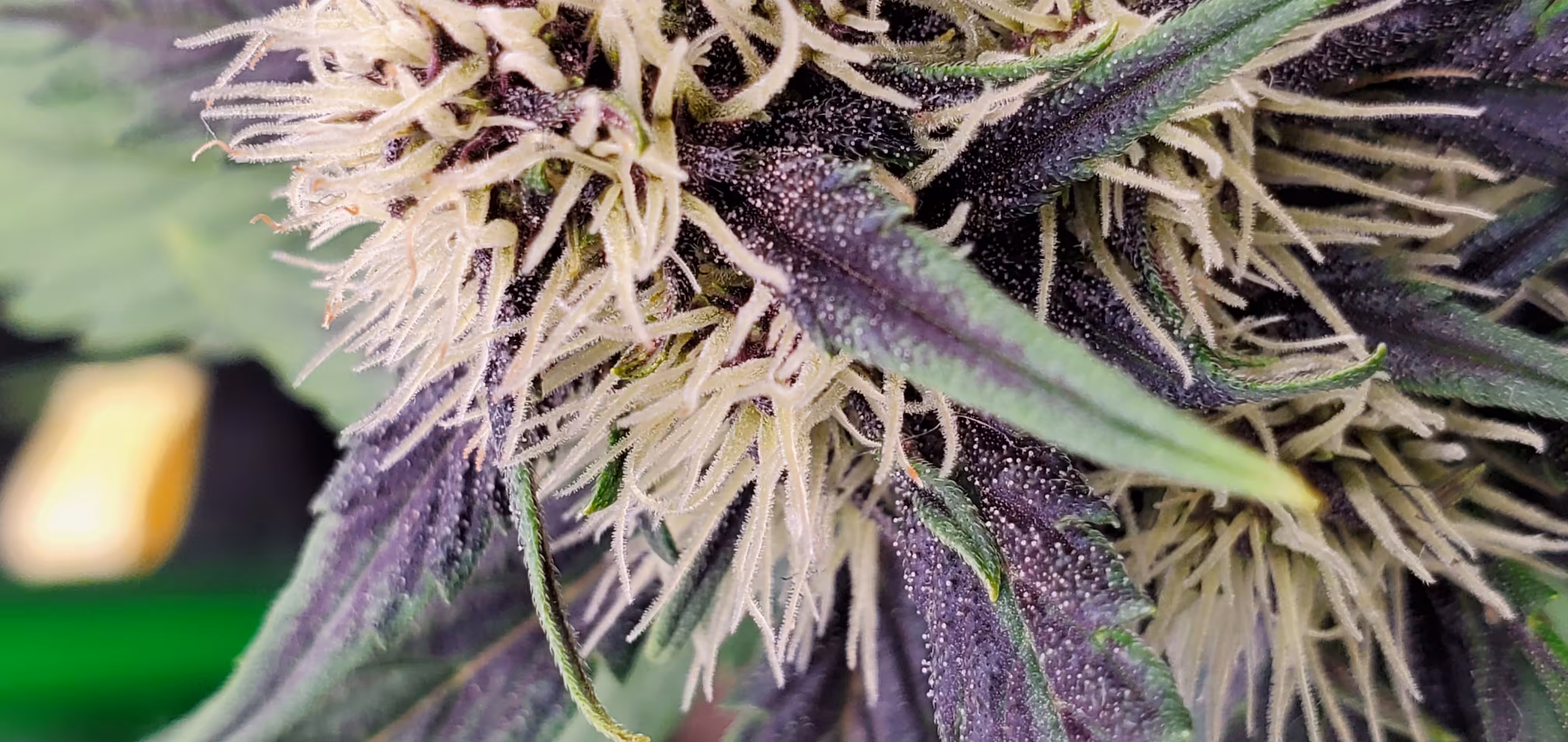PurpleOnTheGrow