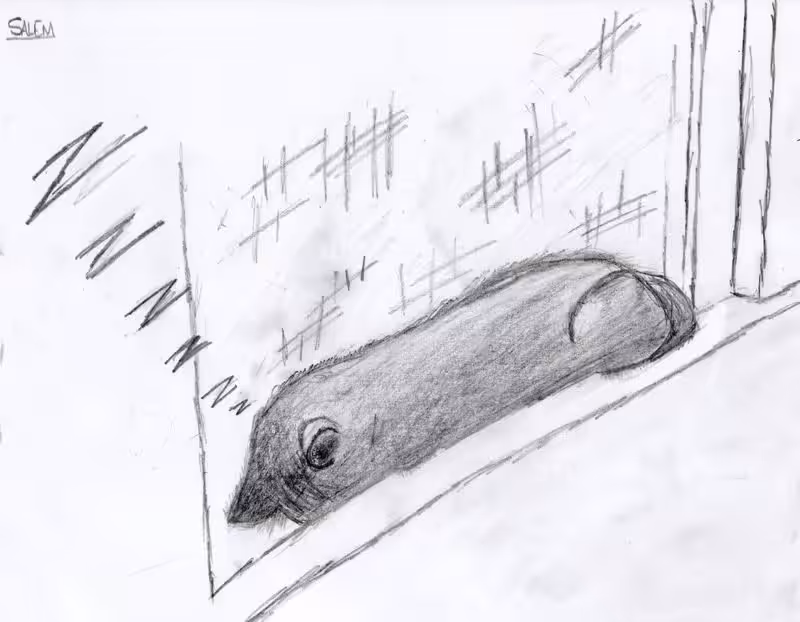 Salem sleeps