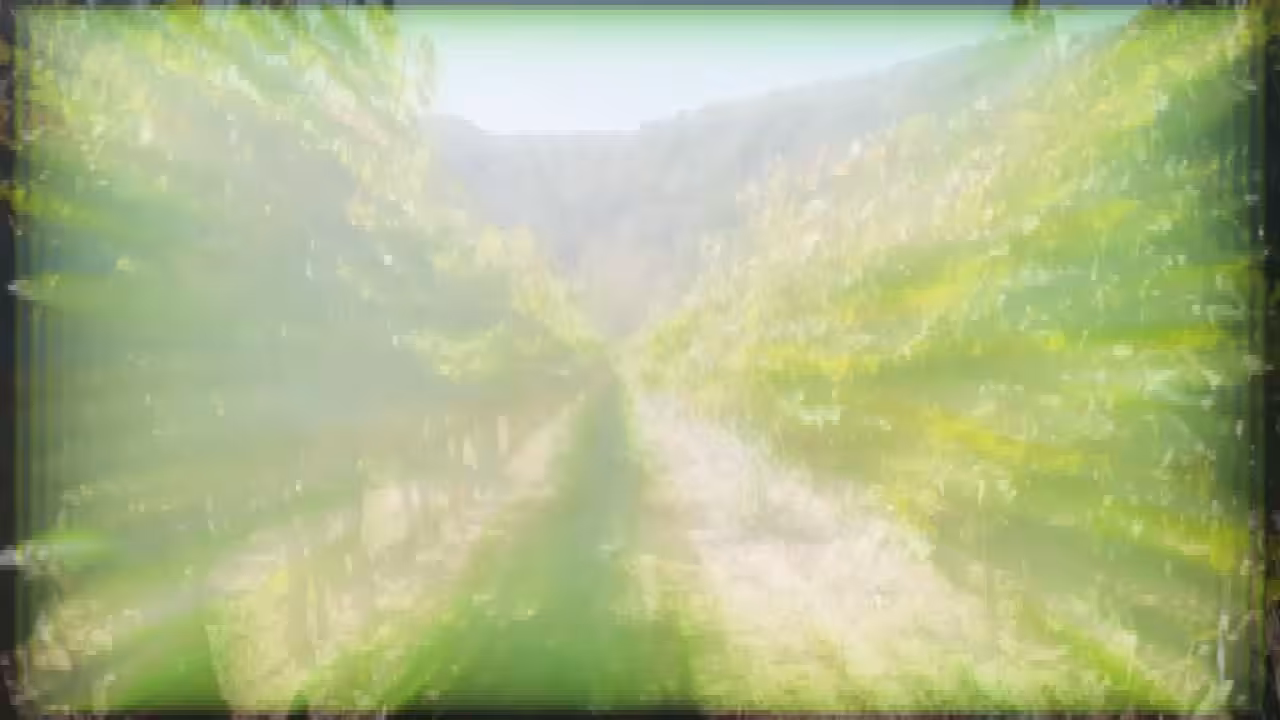 Vines in Provence