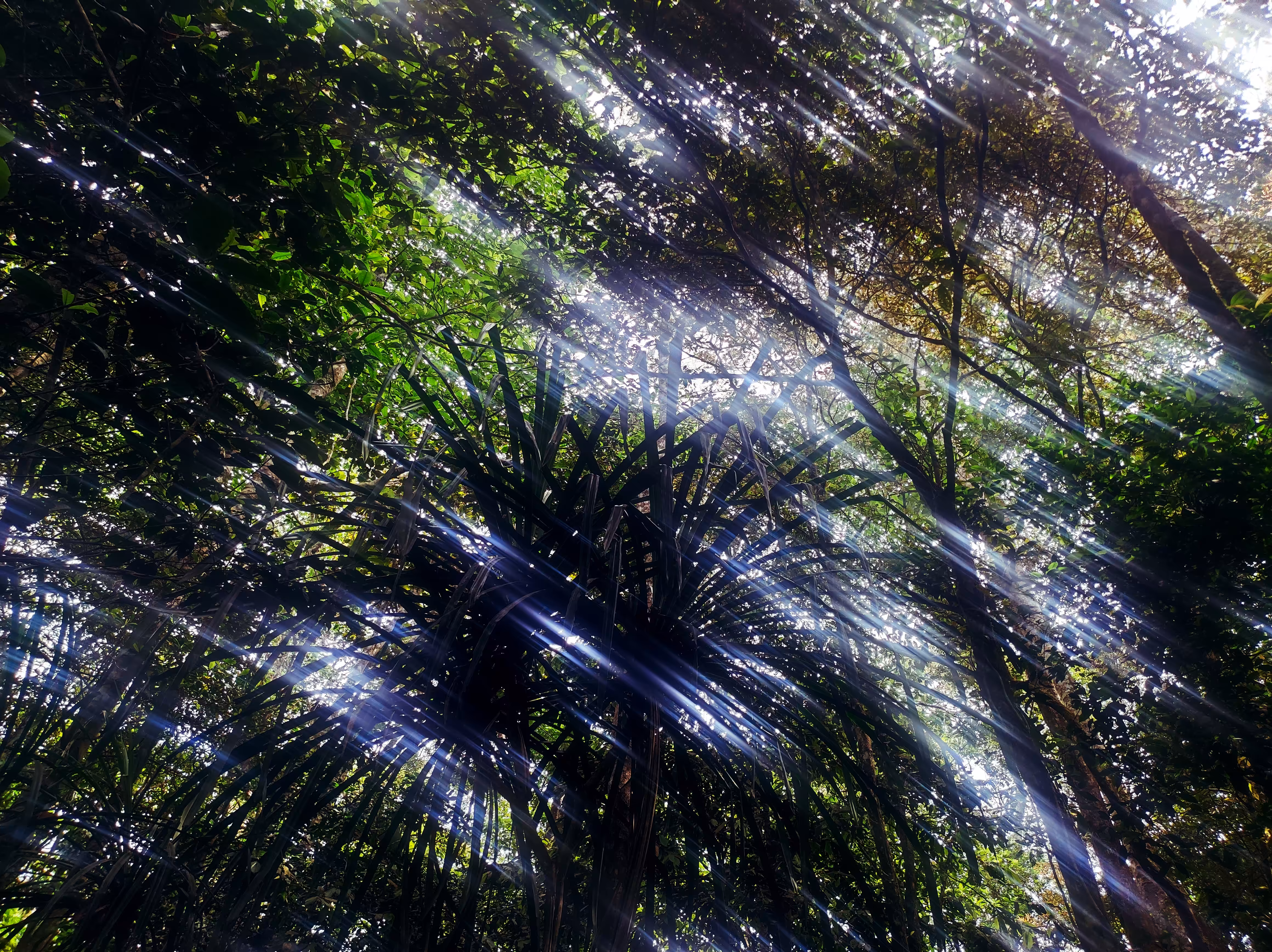 The Beauty of the Rainforest