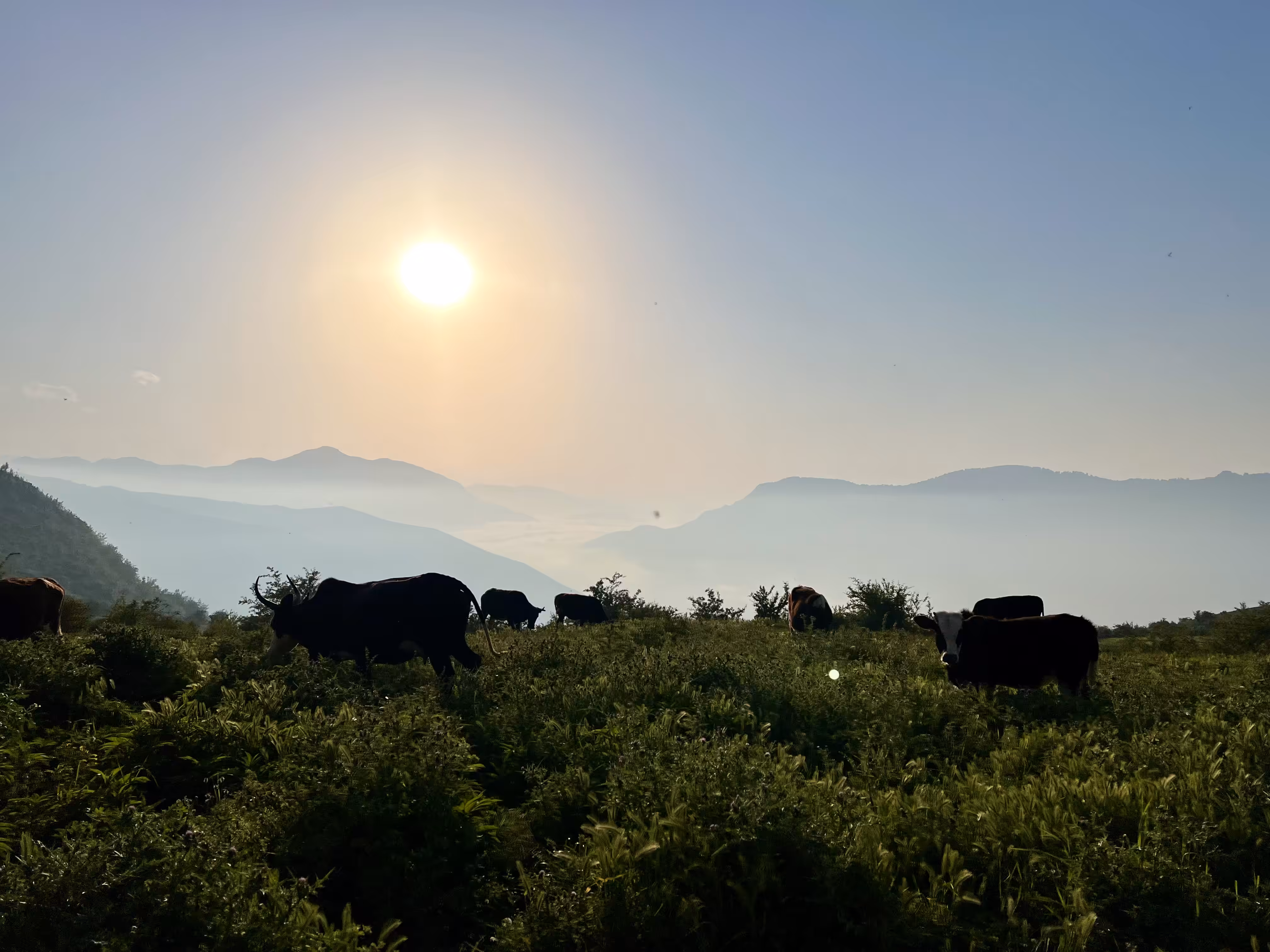 ‏"The moment I wished I could just be a cow."