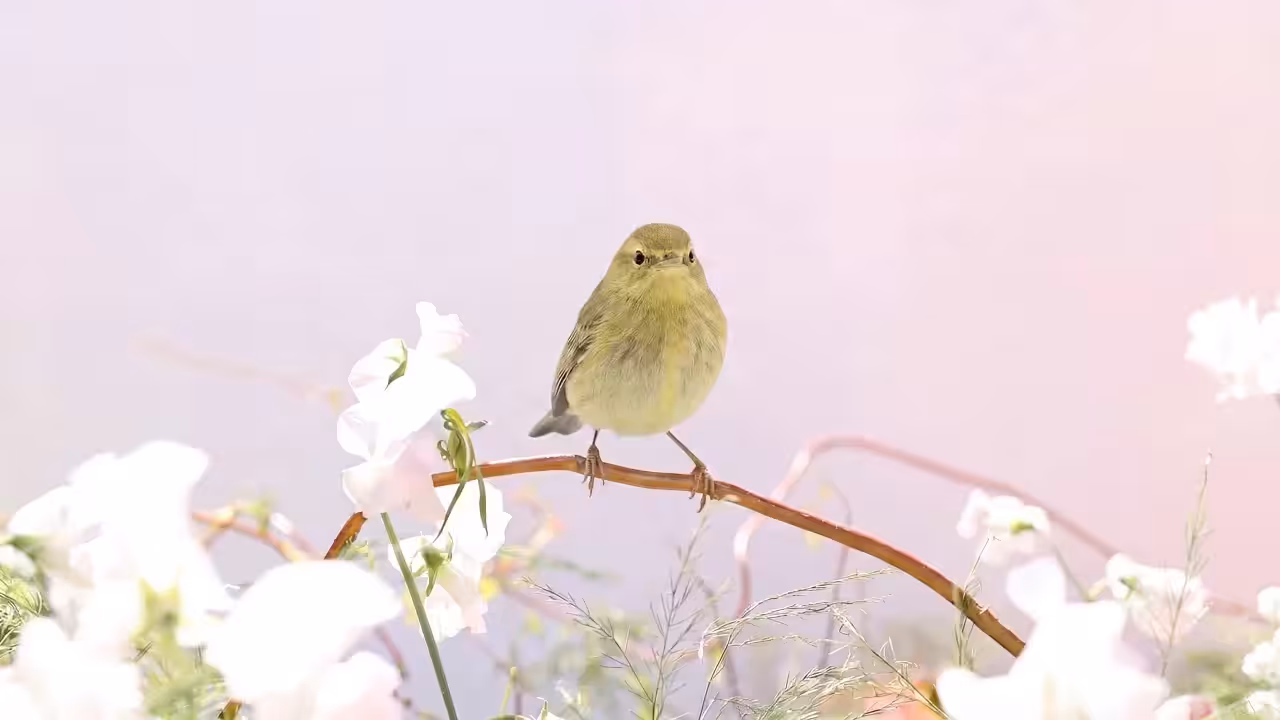 Birds Observations: Chartie, A Place Between