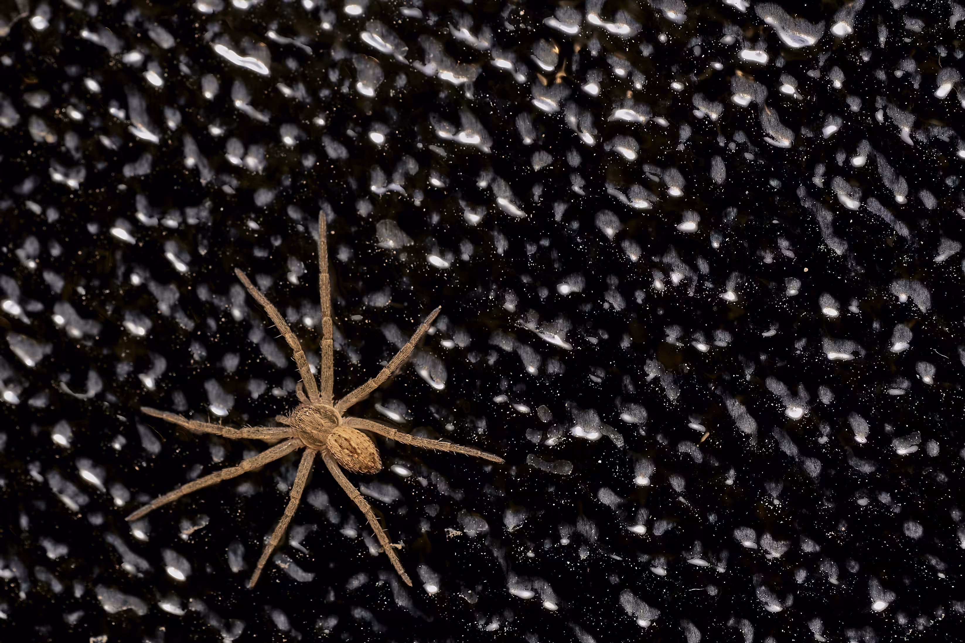 Spider on Glass