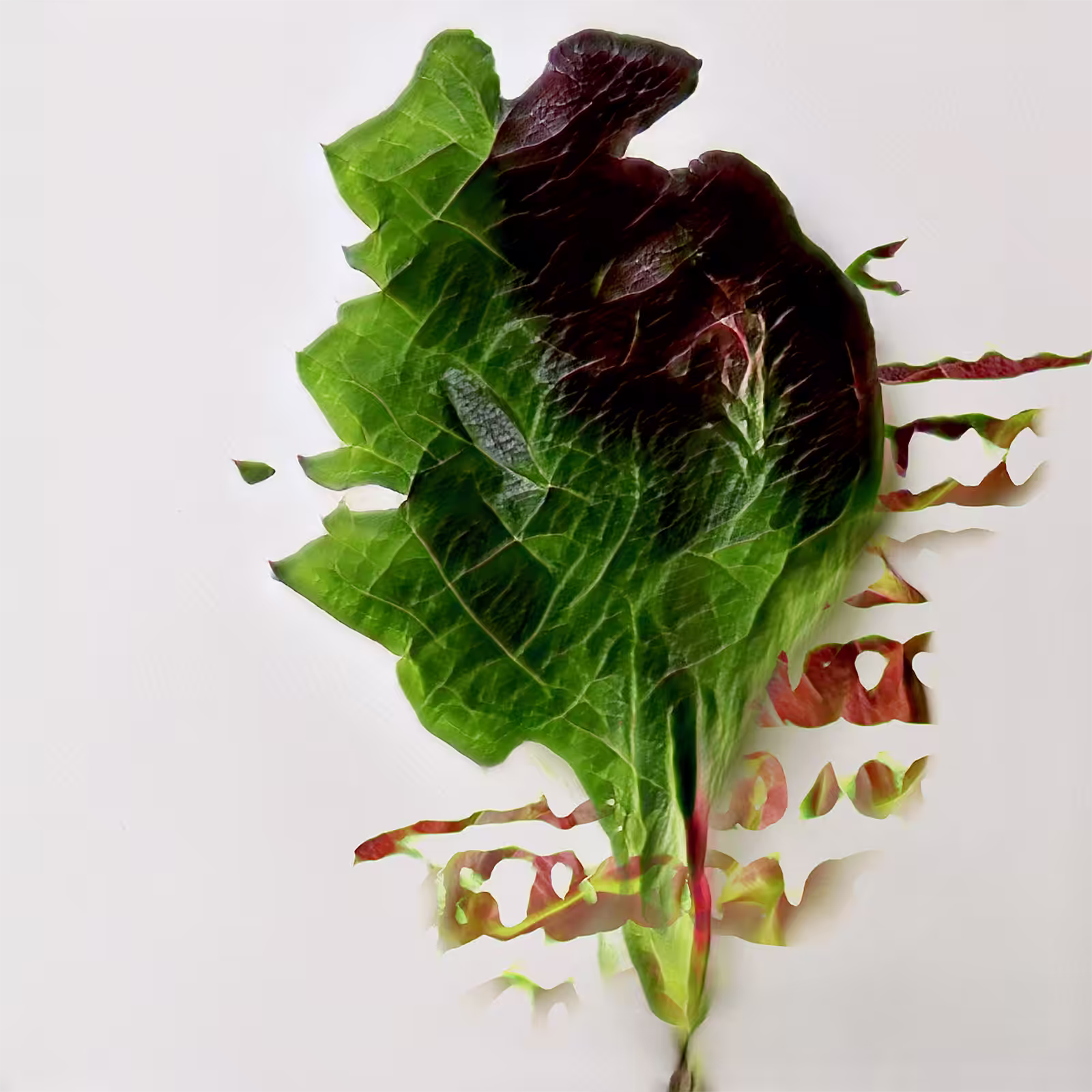 #veGAN is about seeing the familiar afresh, as un-familiar