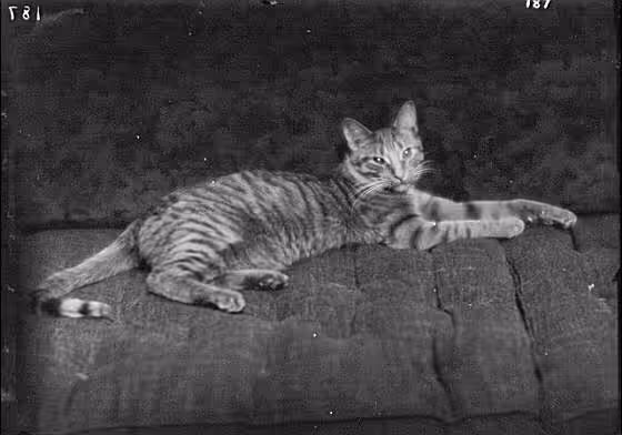 Buzzer the cat, portrait photograph