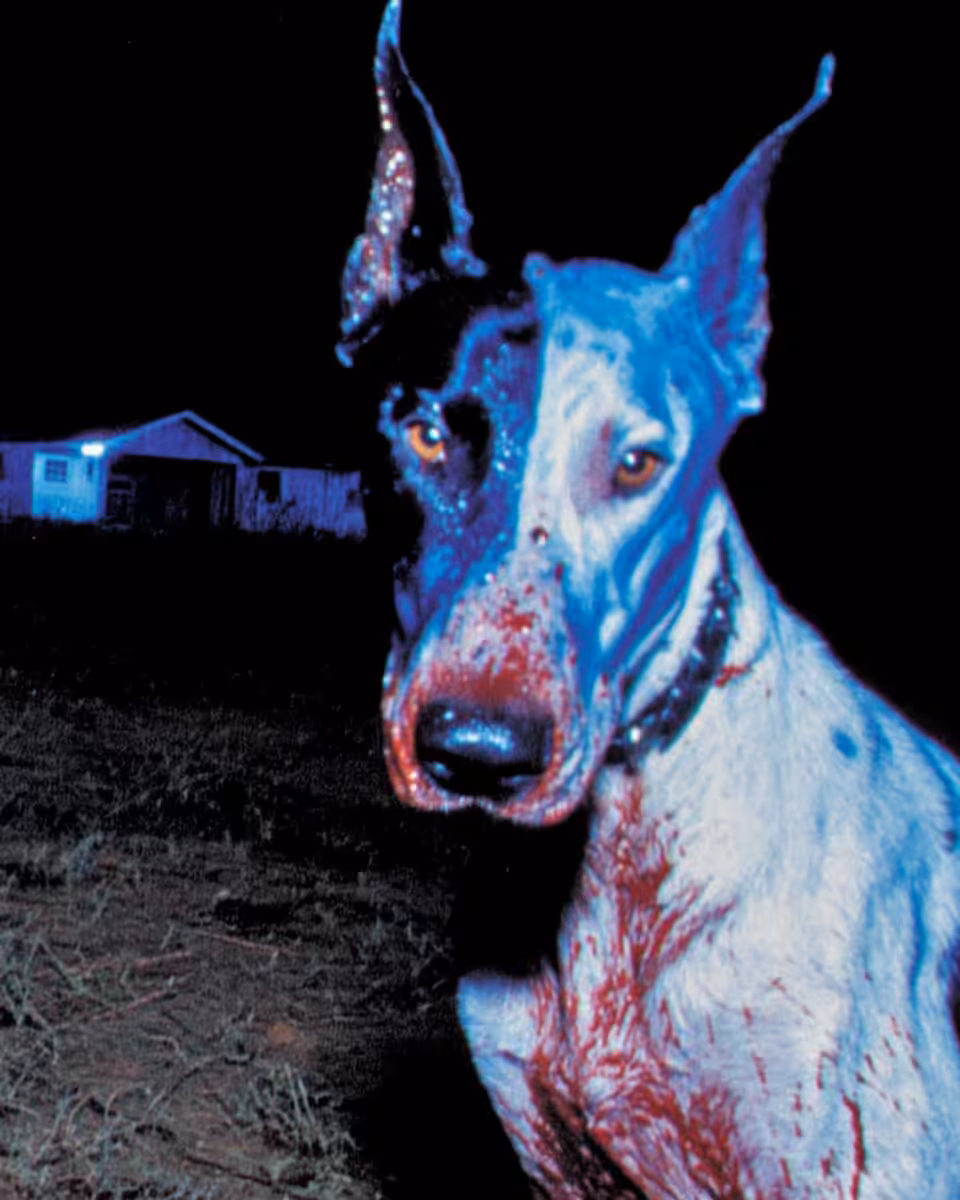 ANIMA: Night