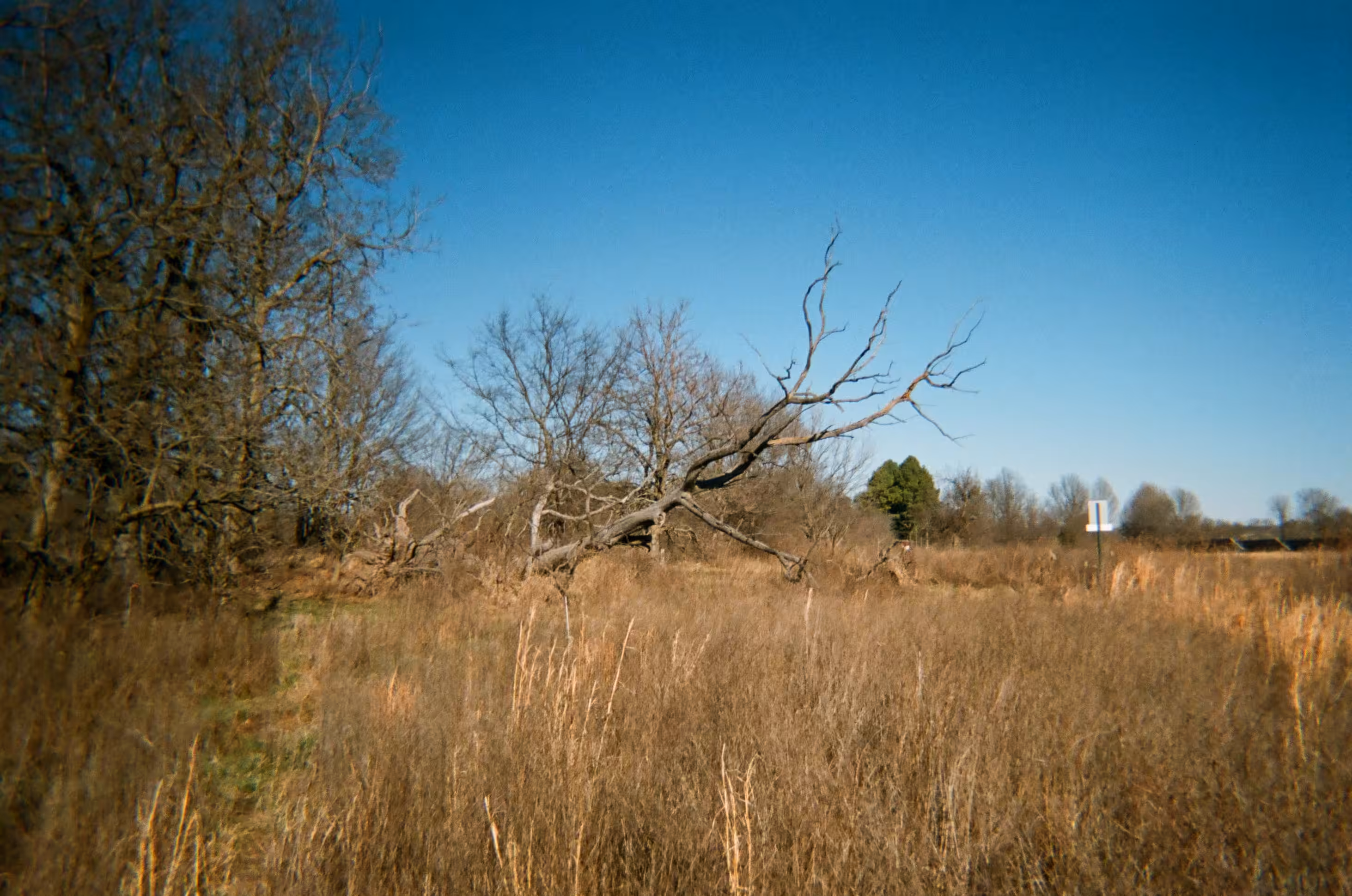 Fallen Tree