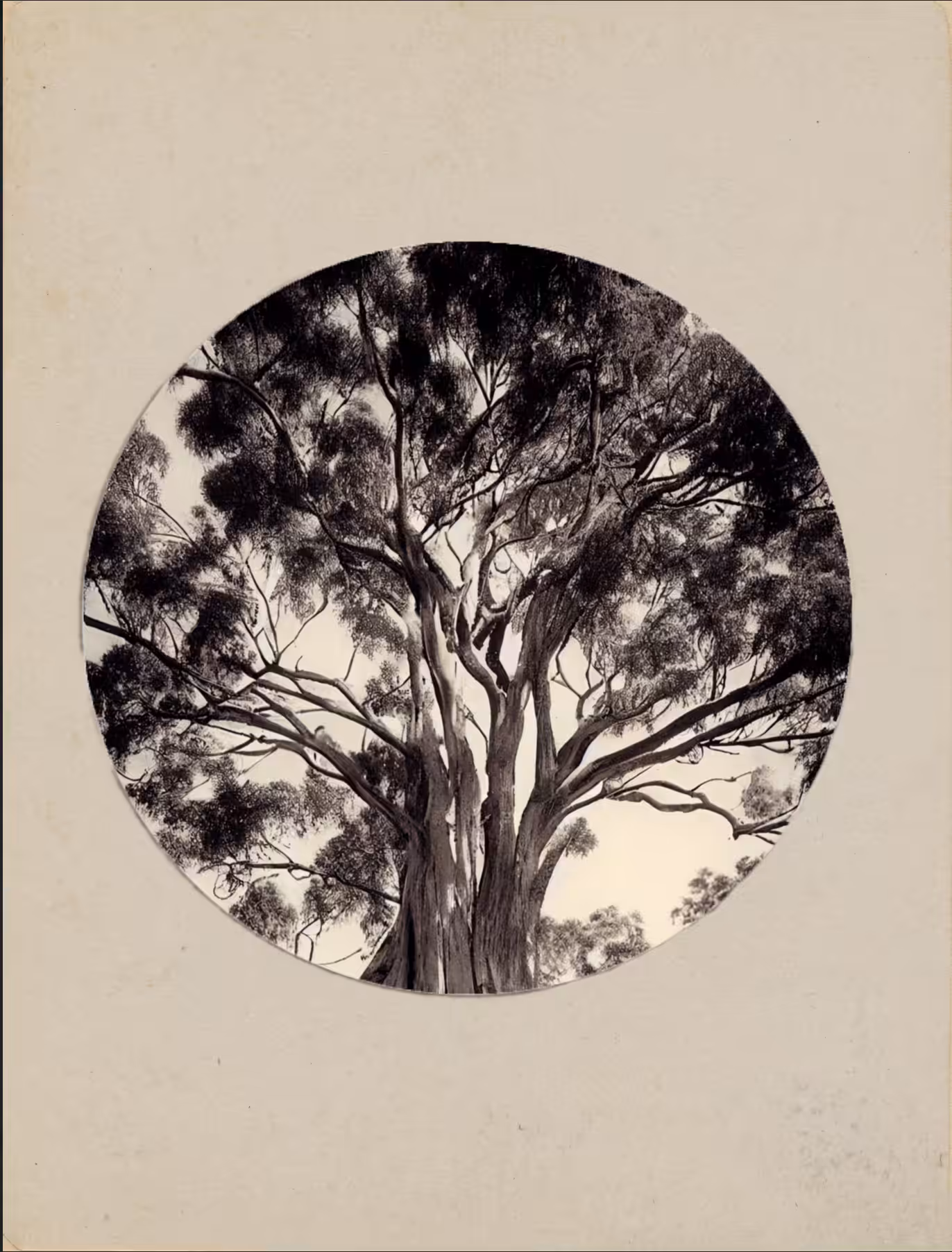 Eucalyptus Tree, Kodak No. 1, 1890