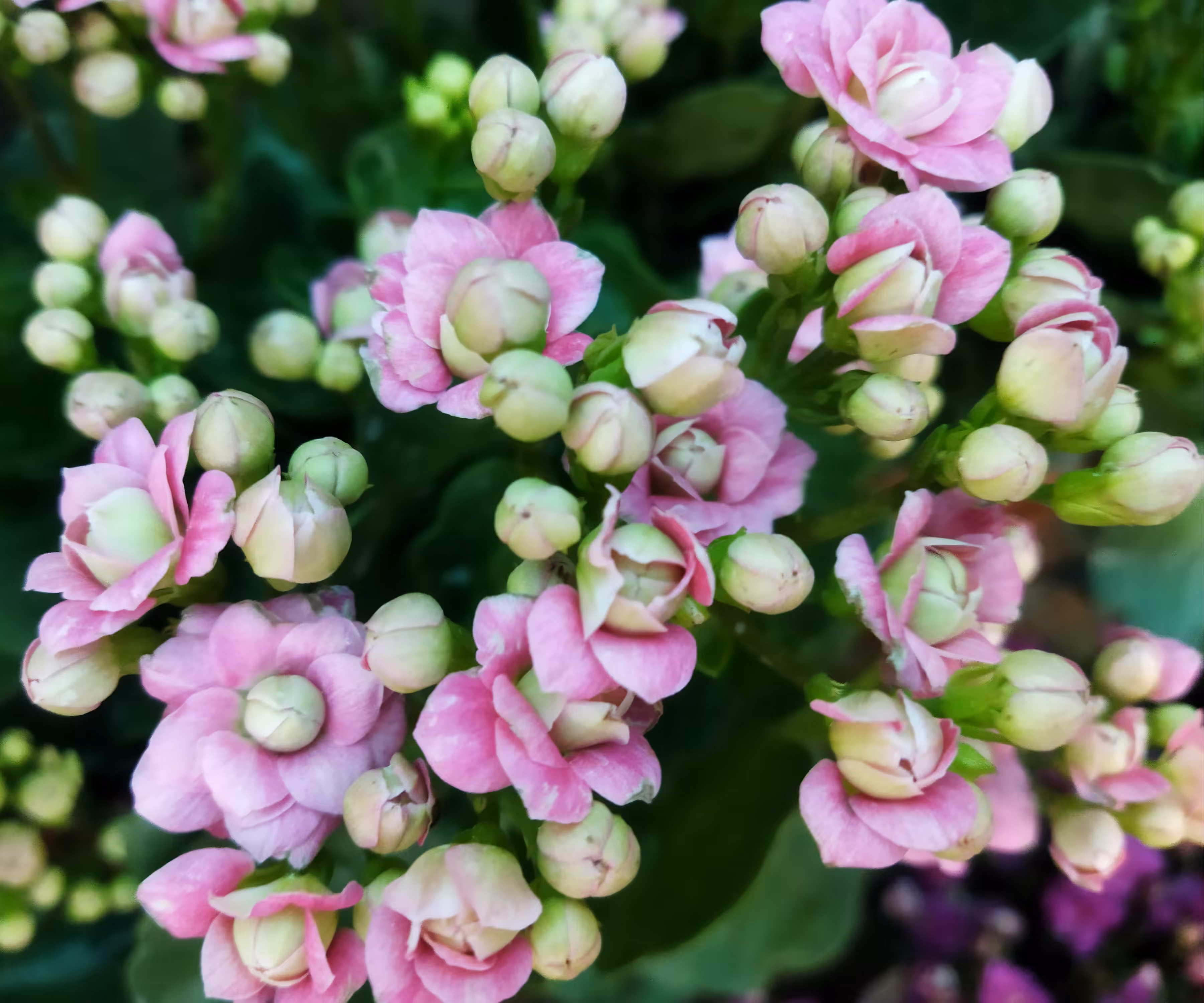 Lovely Kalanchoe Flowers