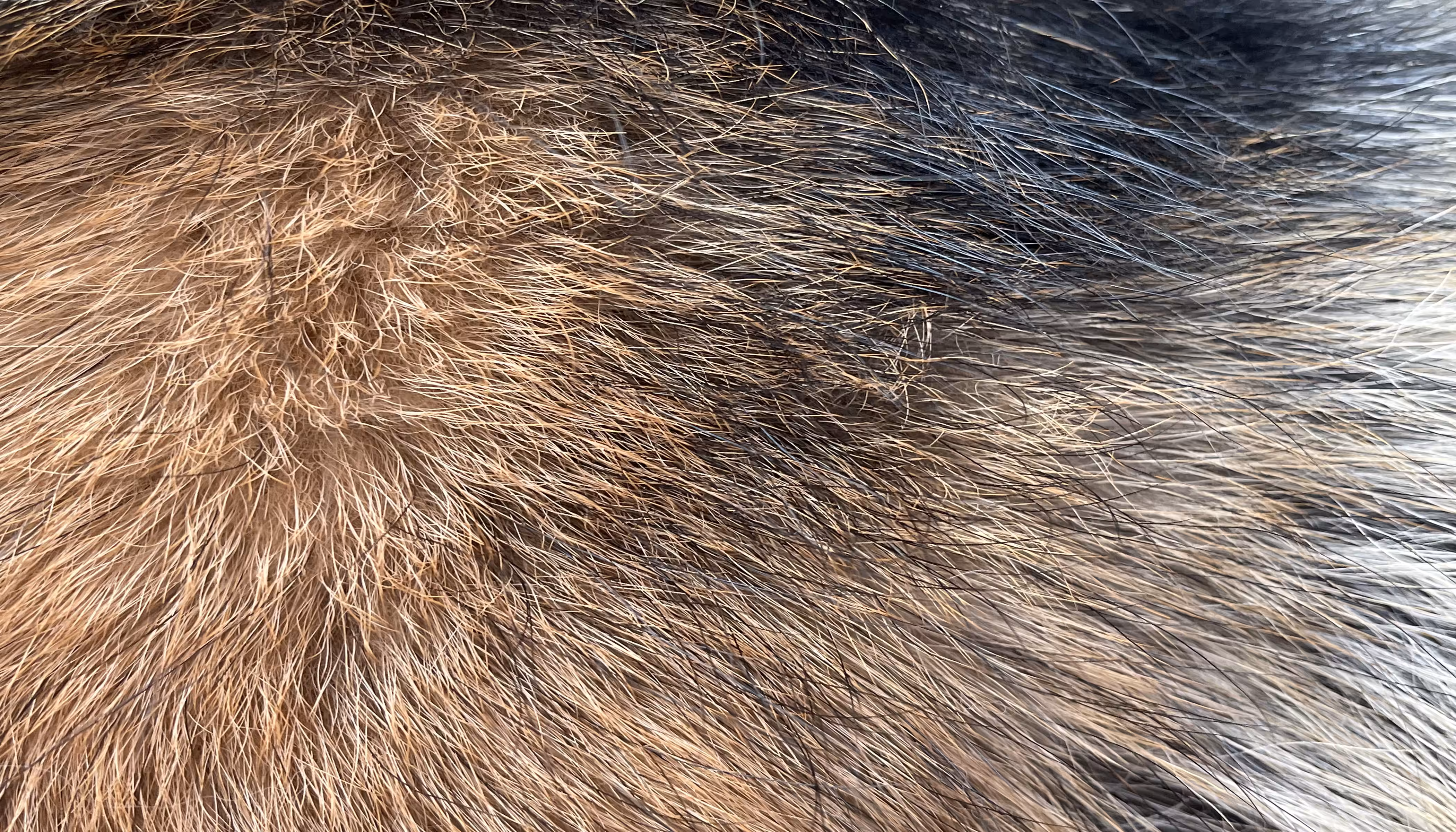 The Furs of Bella #7